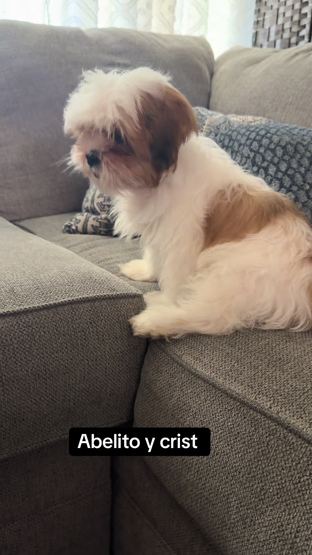 @Crispín_y_mia_shihtzu_puppies.