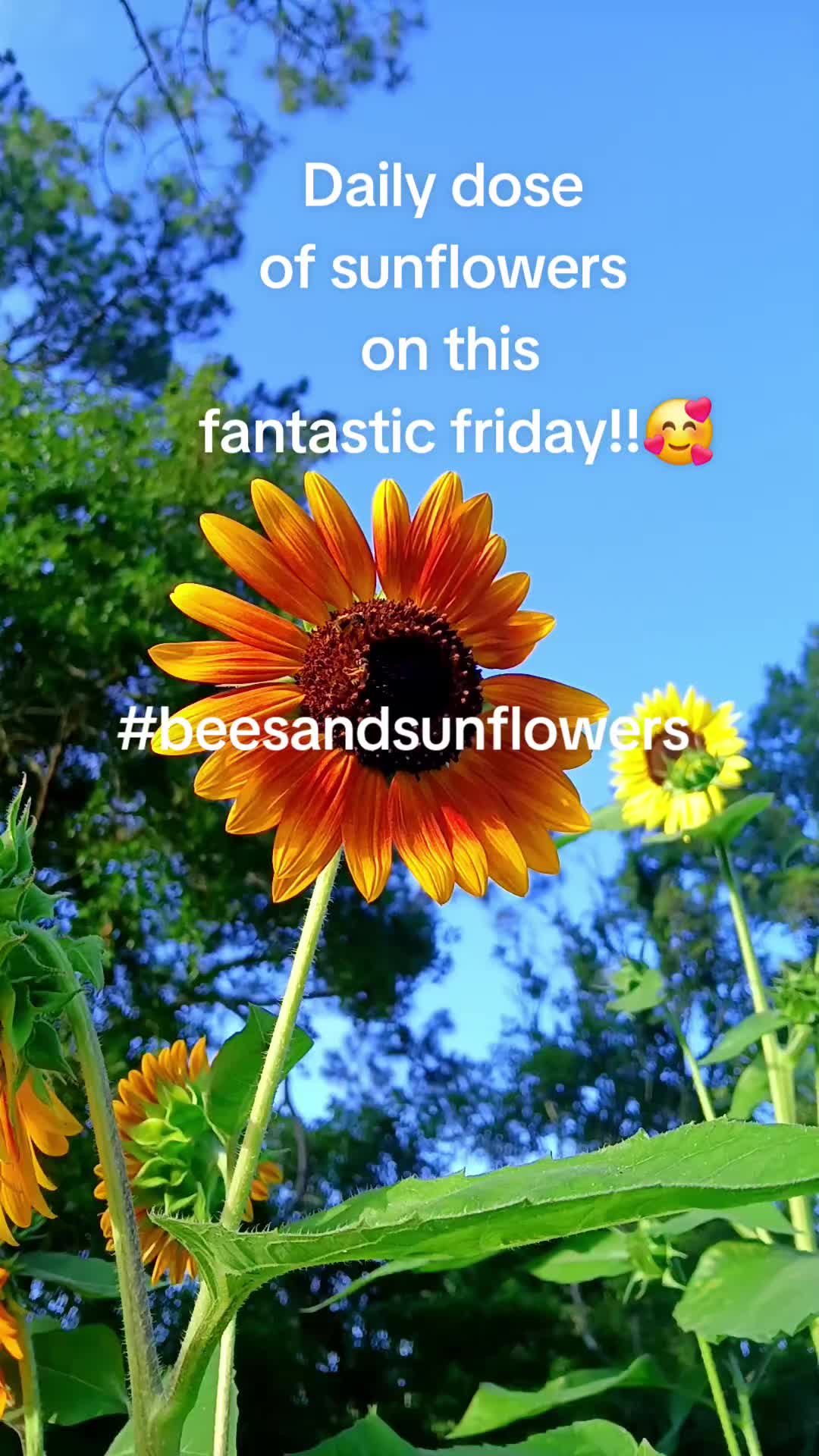 @Ronnie's garden🍅🫑🥬🥒🌻🌺