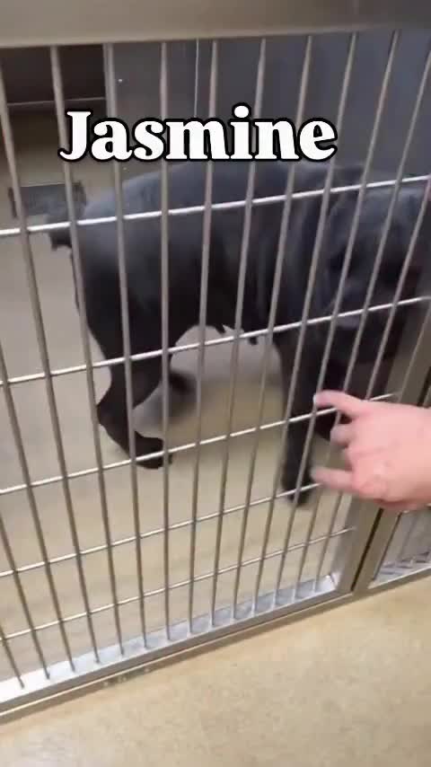 @Cane Corsos
