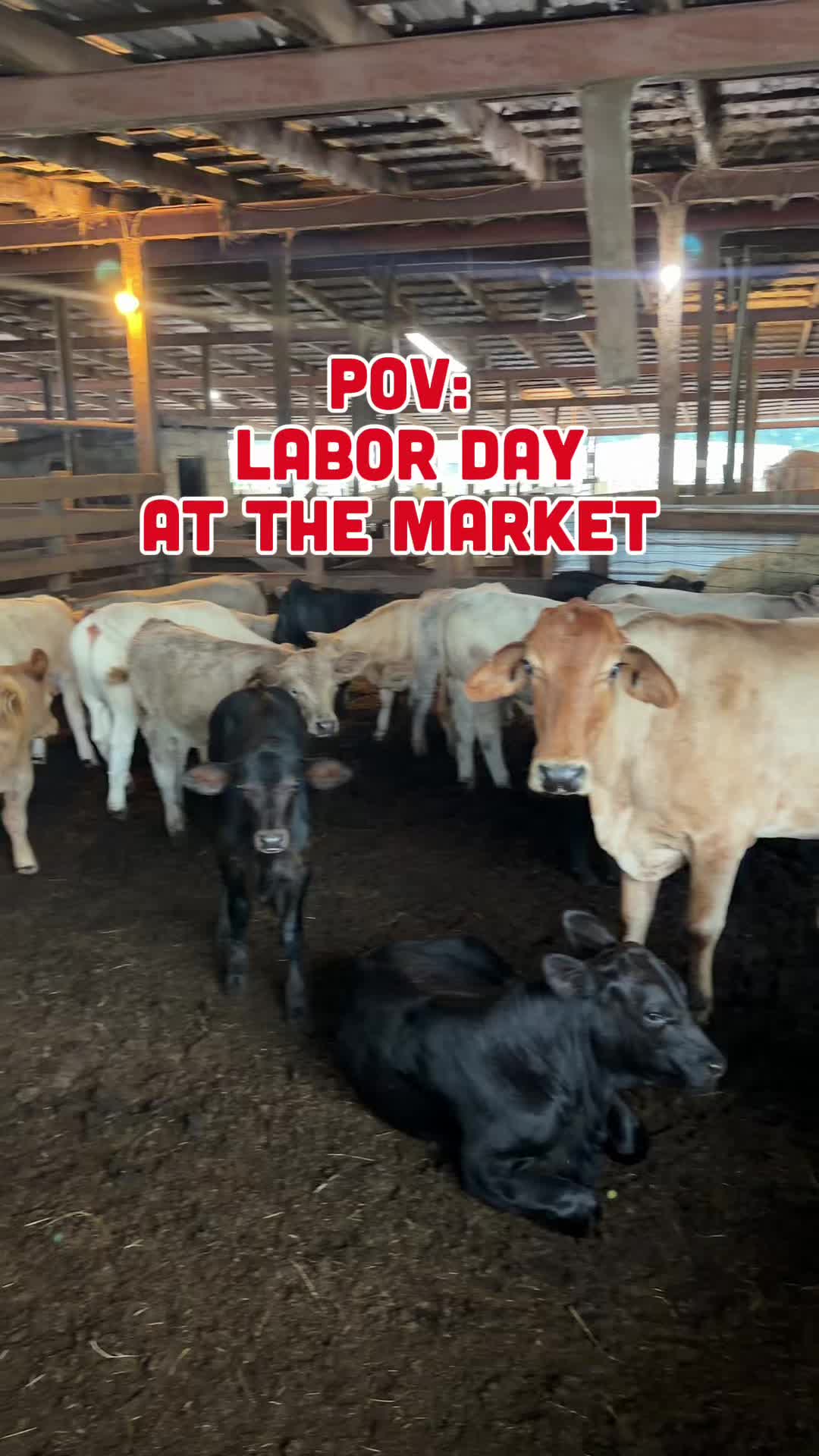 @Cattlemen’s Livestock Market