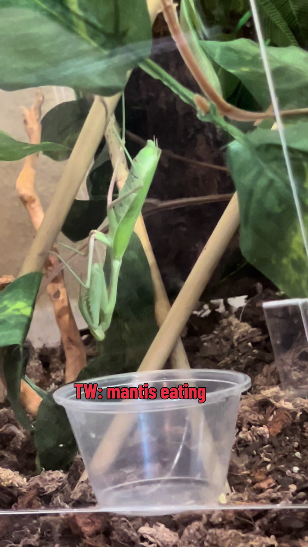 @plantparenthood93🪴🌿