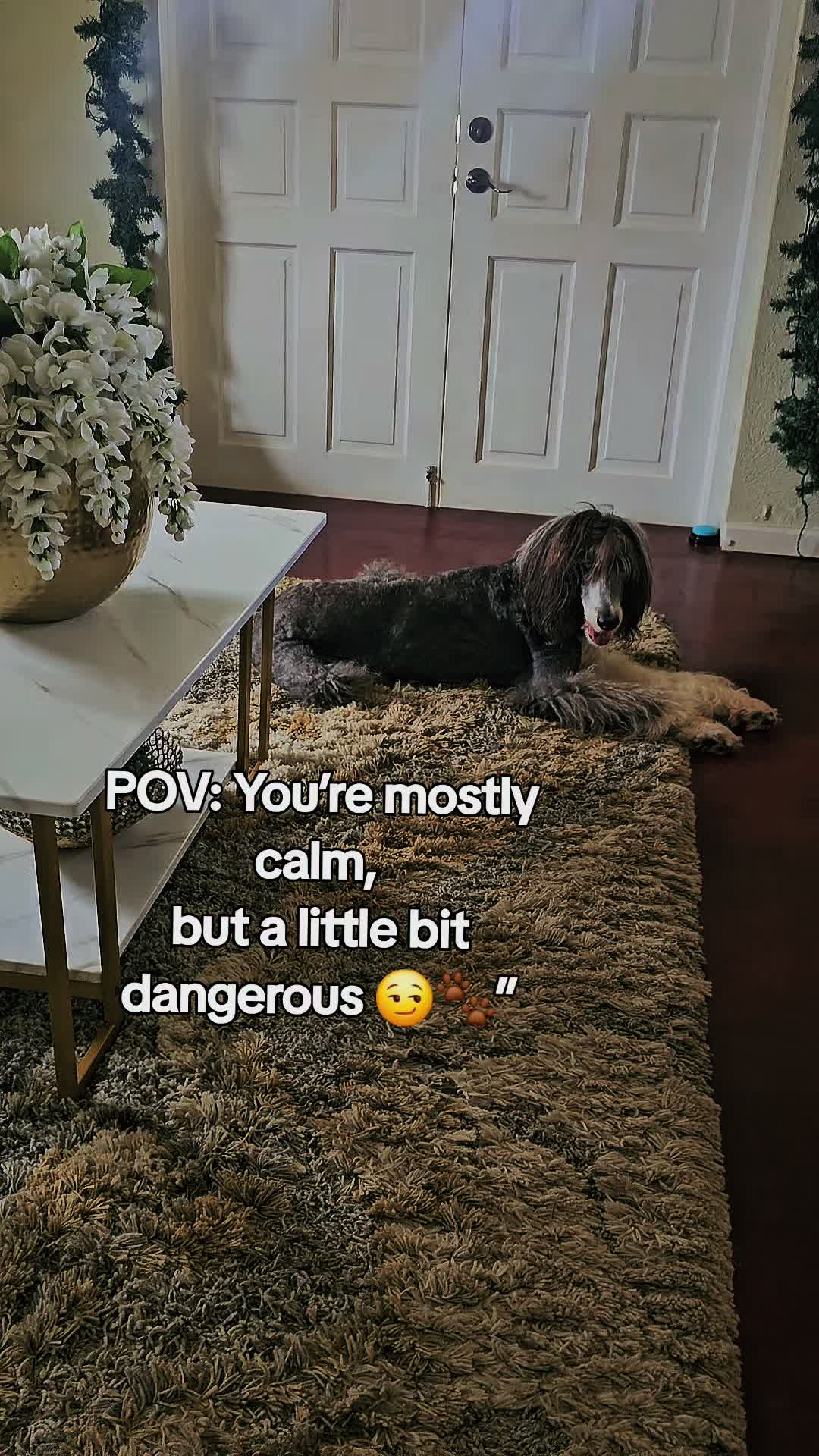 @MixedPetCollective