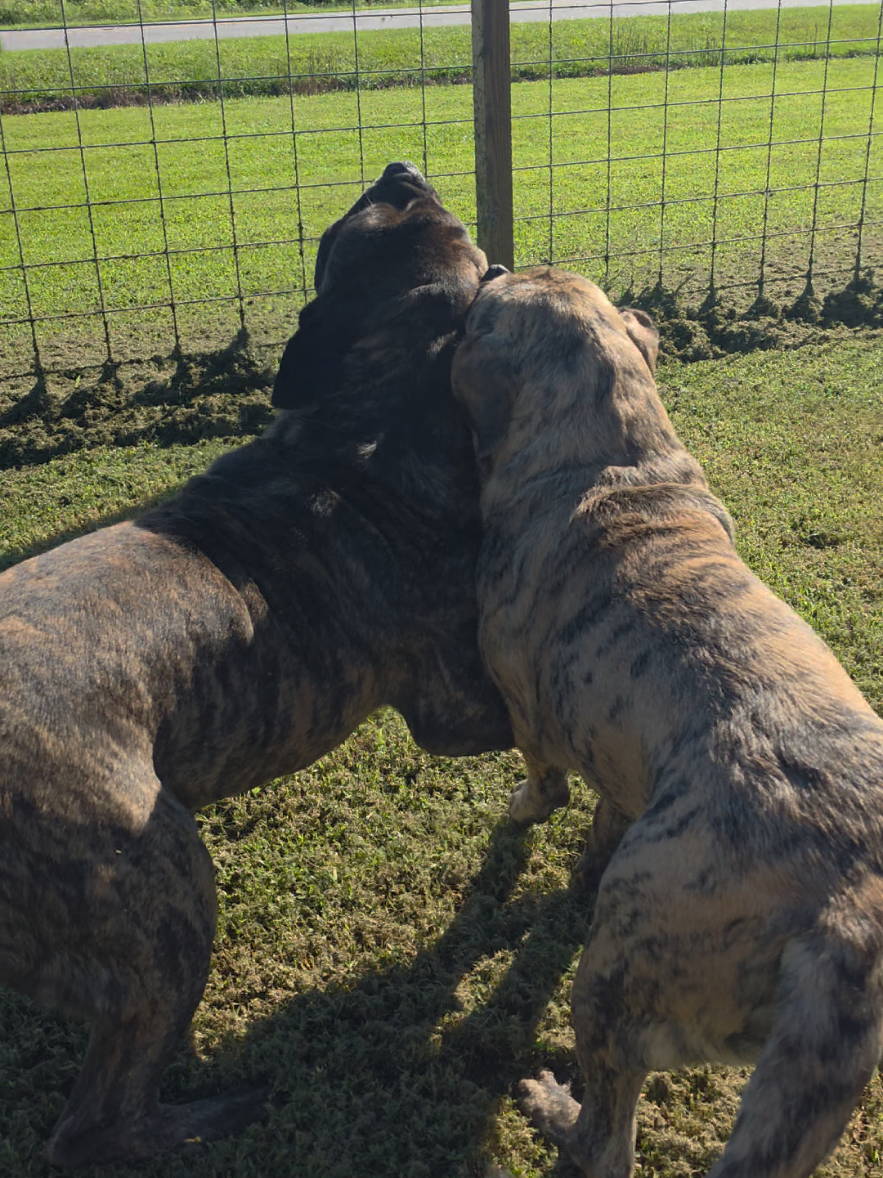 @Big Paw Mastiffs