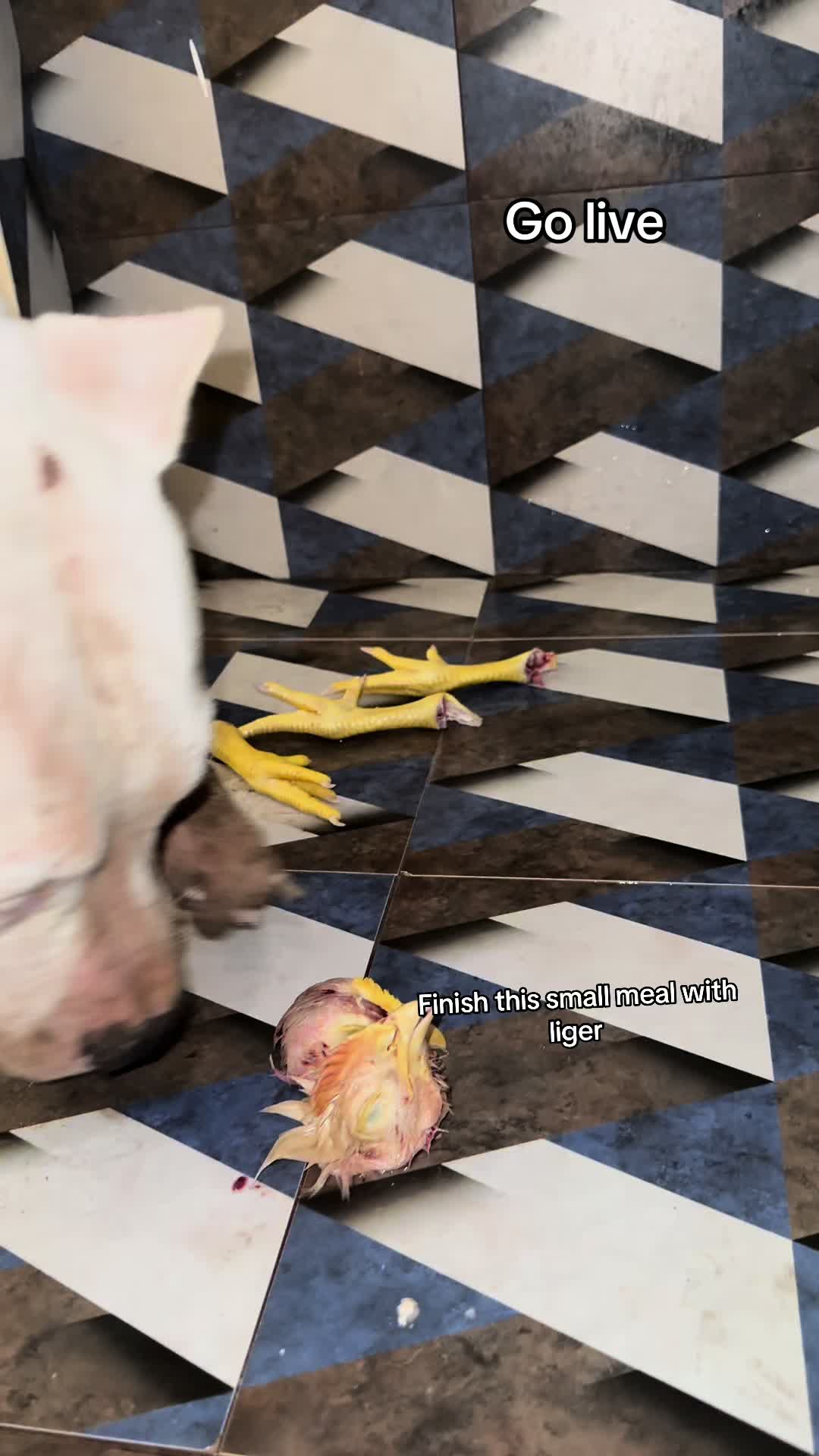 @LIGER the DOGO ARGENTINO