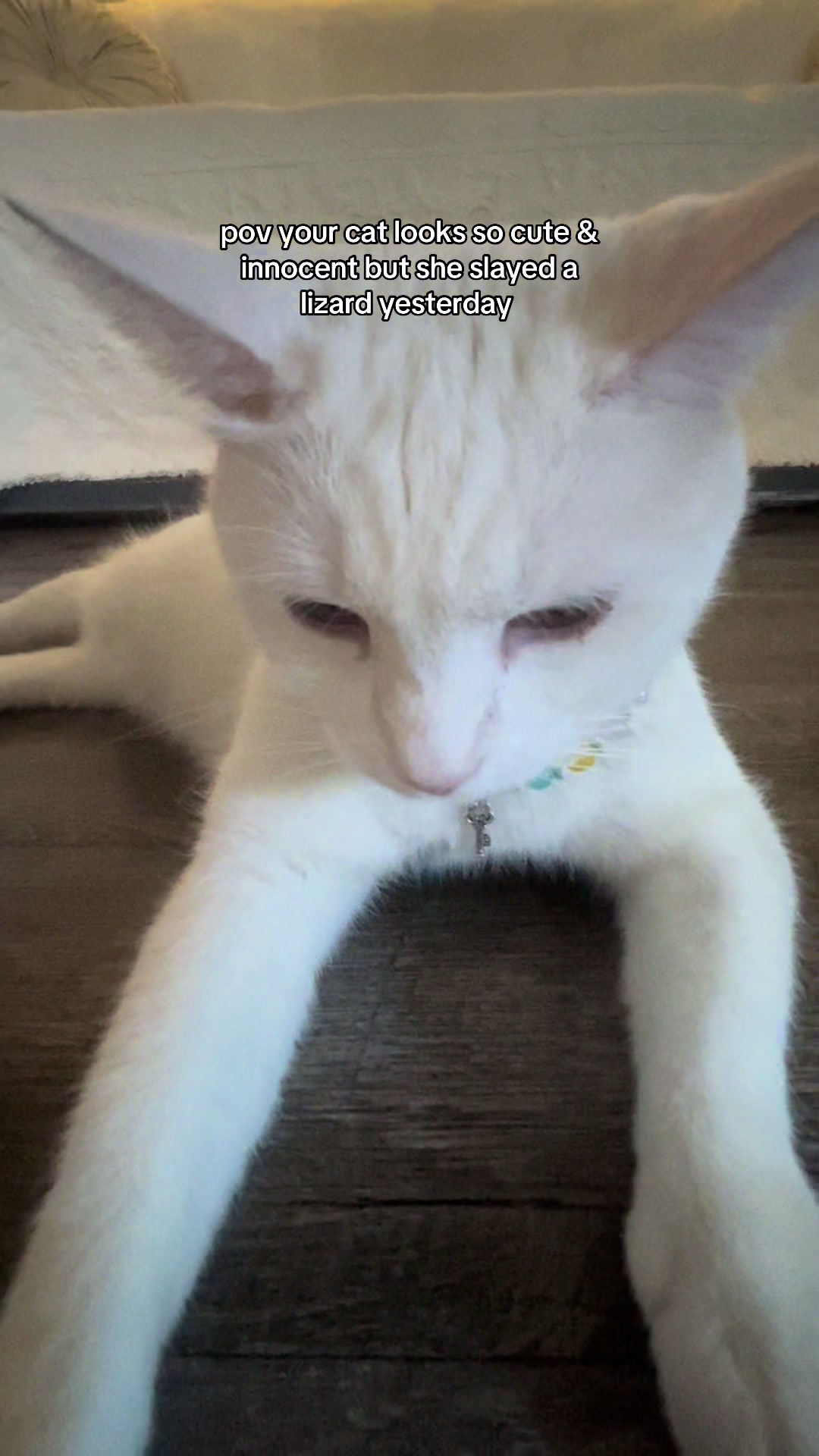 @chicken the white cat