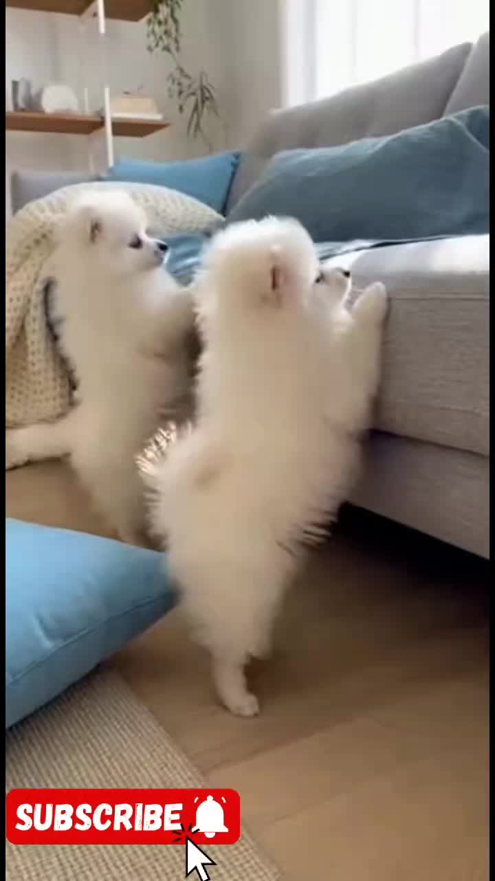 @Cute Baby Puppy Loves