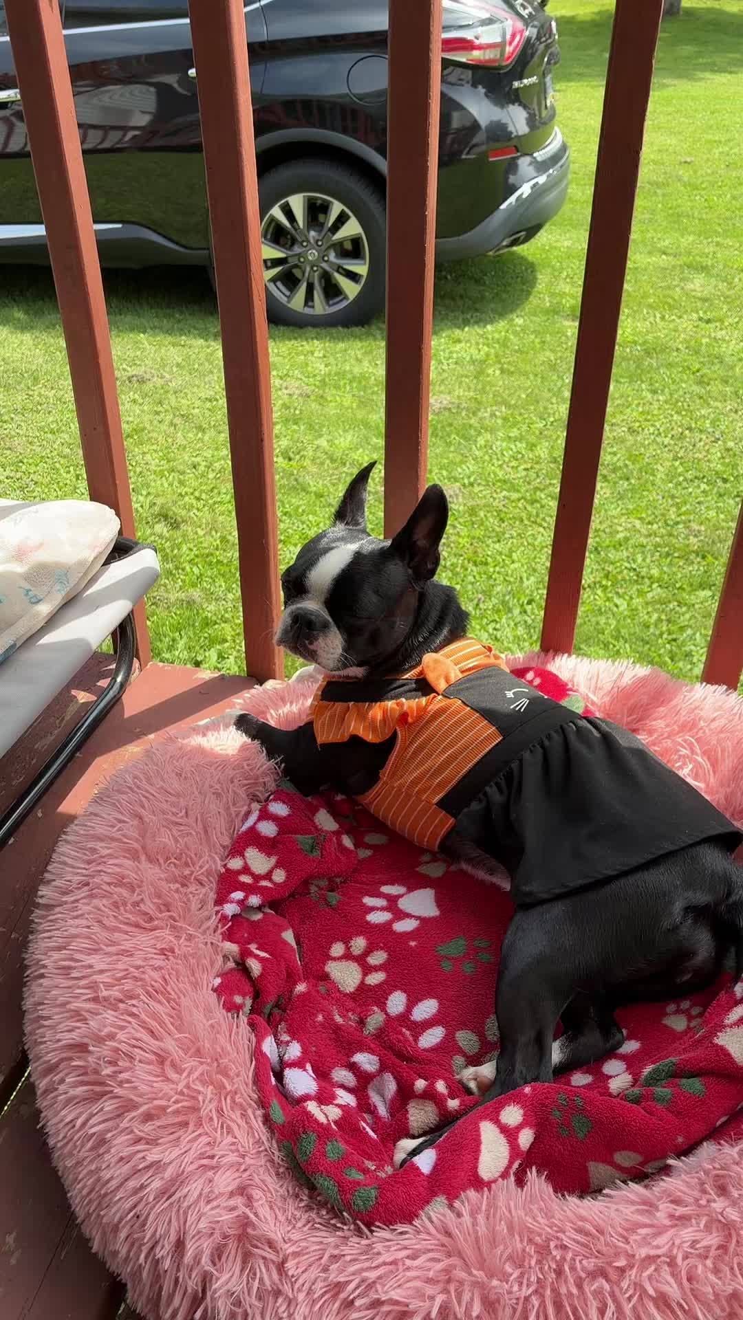 @bostonterrier7