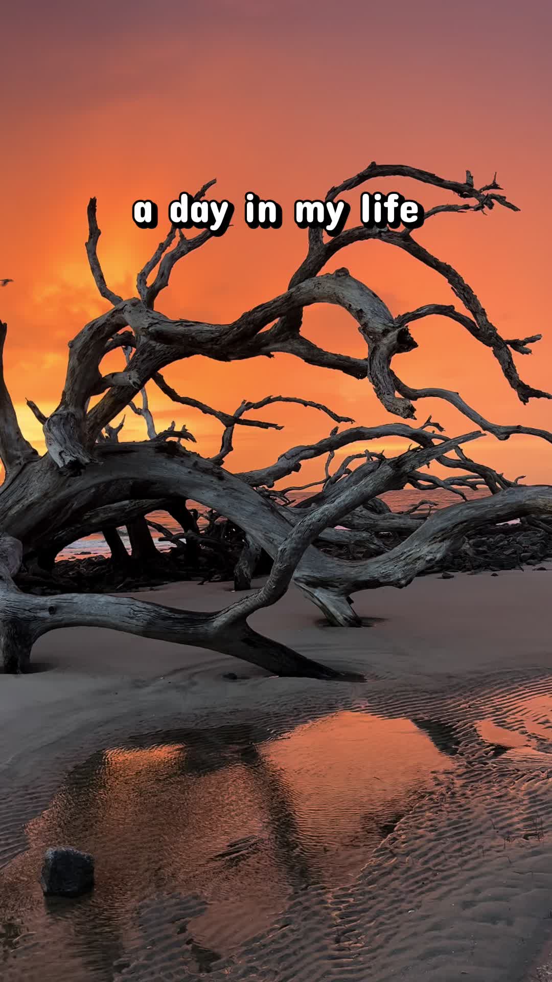 @Jekyll Island Nature Girl