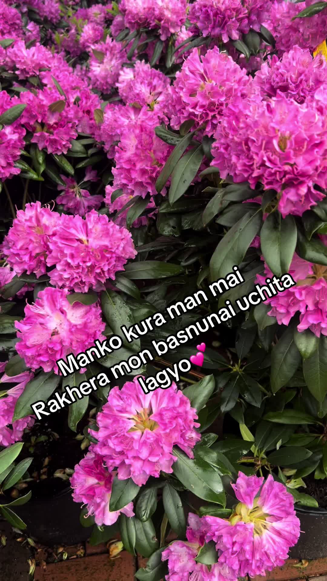 @Dipshikha lama