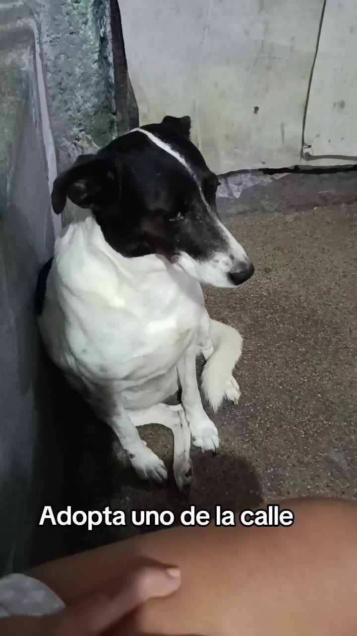 @ayudando perritos