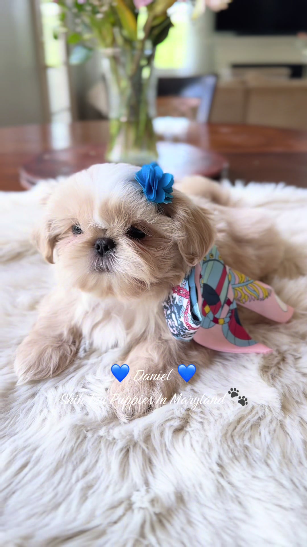 @Shih Tzu Puppies in Maryland