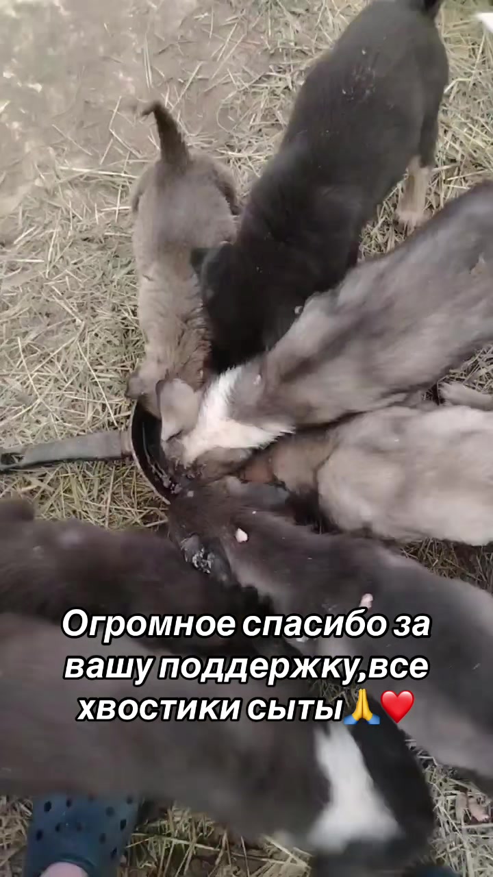 @Приют для животных Потеряшка