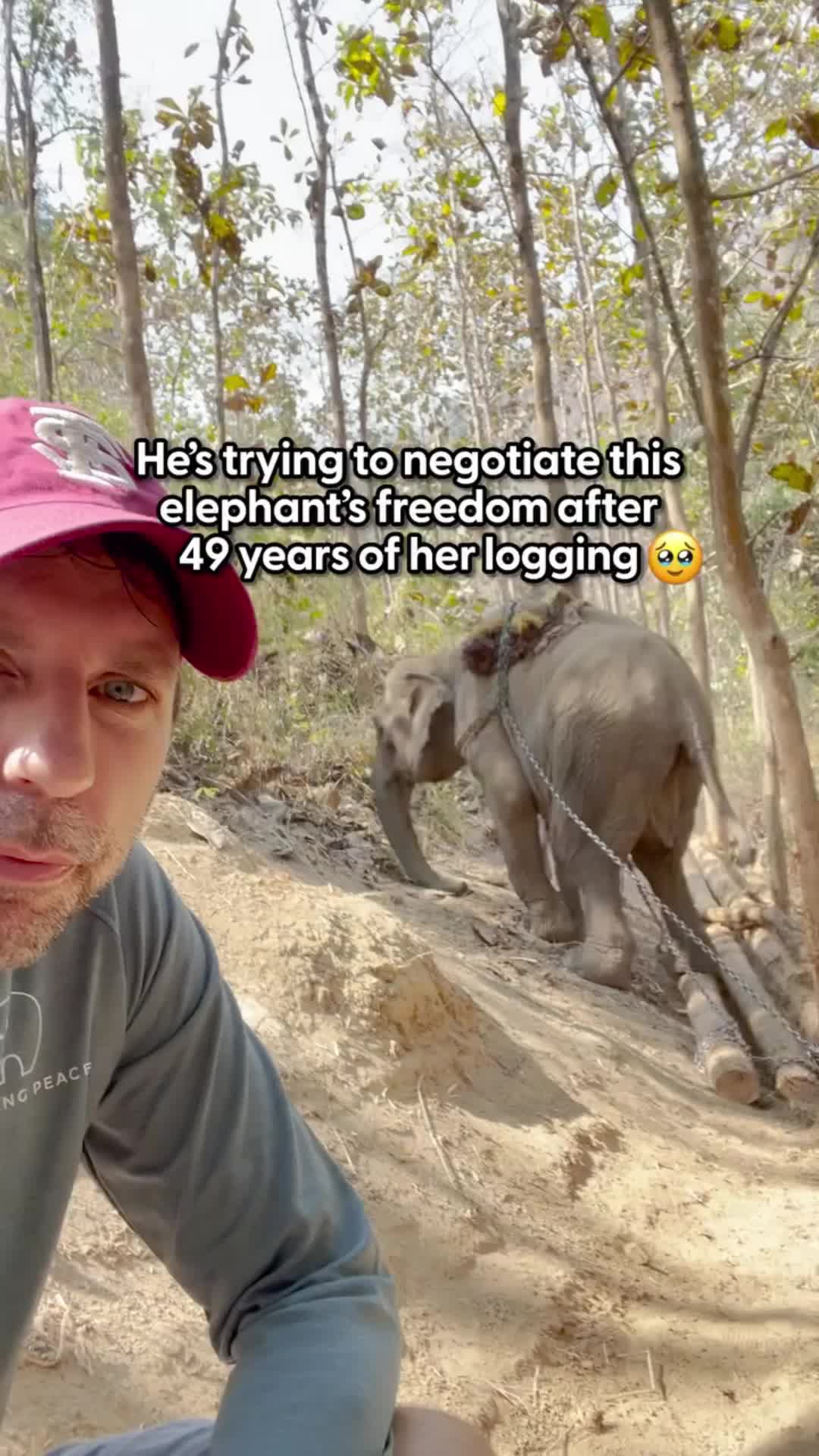 @Animals Stories