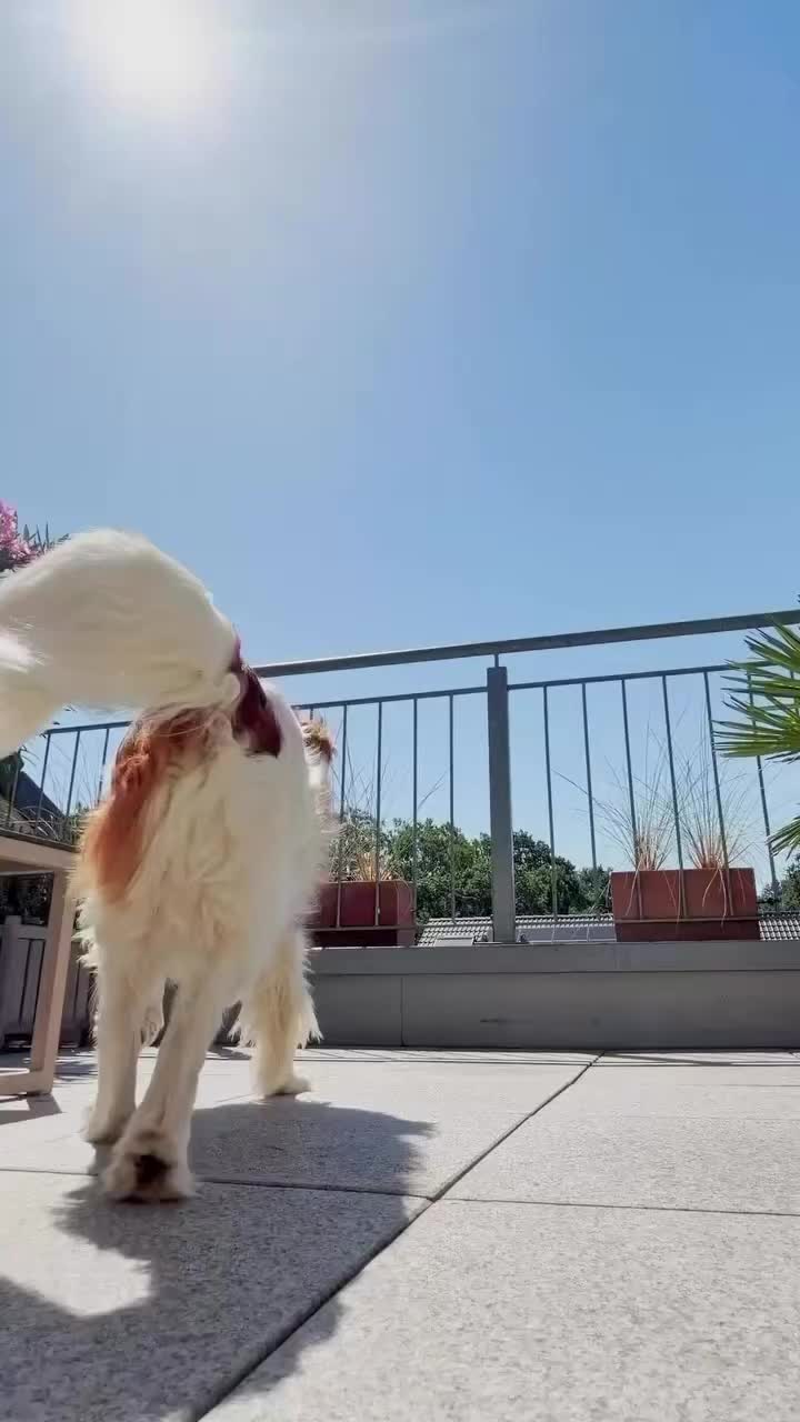 @whiteyezgoku