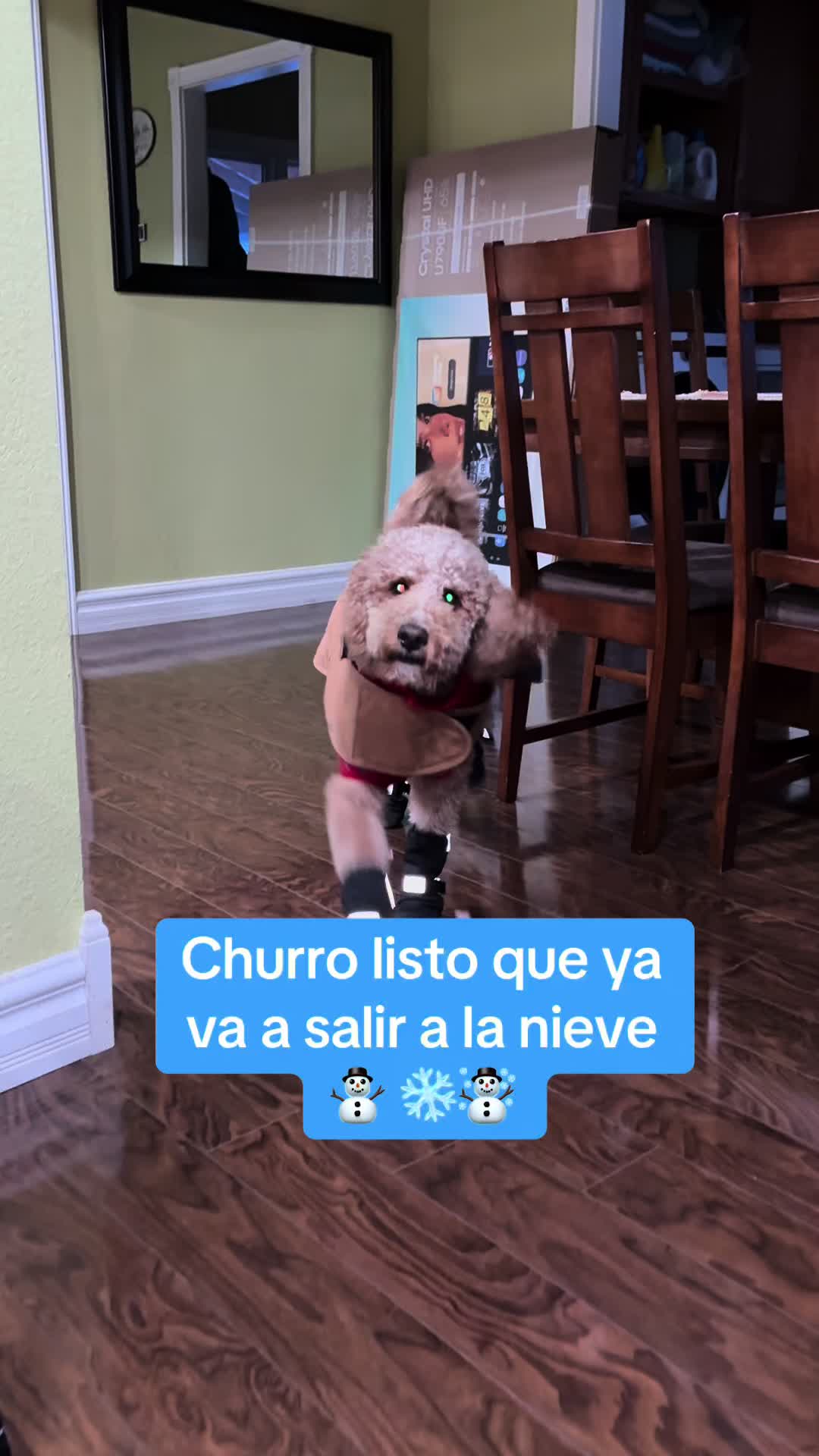@Reyna y Churro 🐶😍