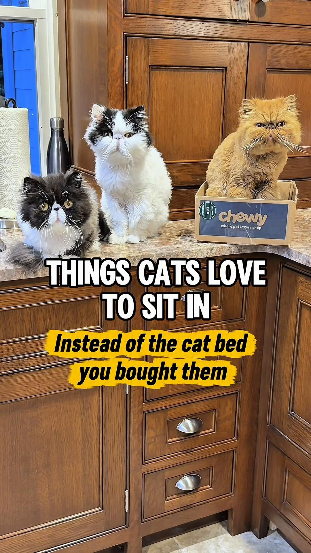 @Walter Bishop The Cat
