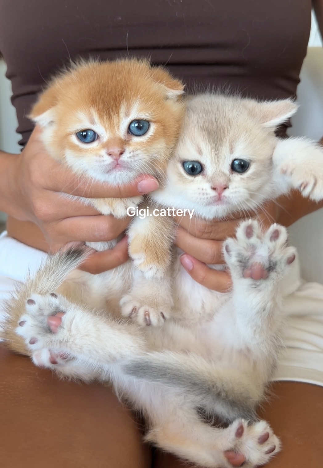 @gigi.cattery