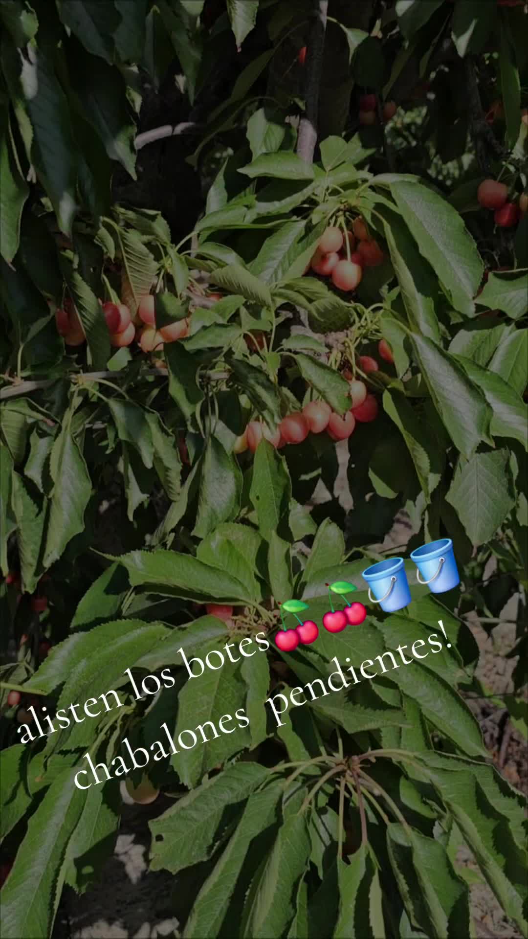 @fulgencio🤠