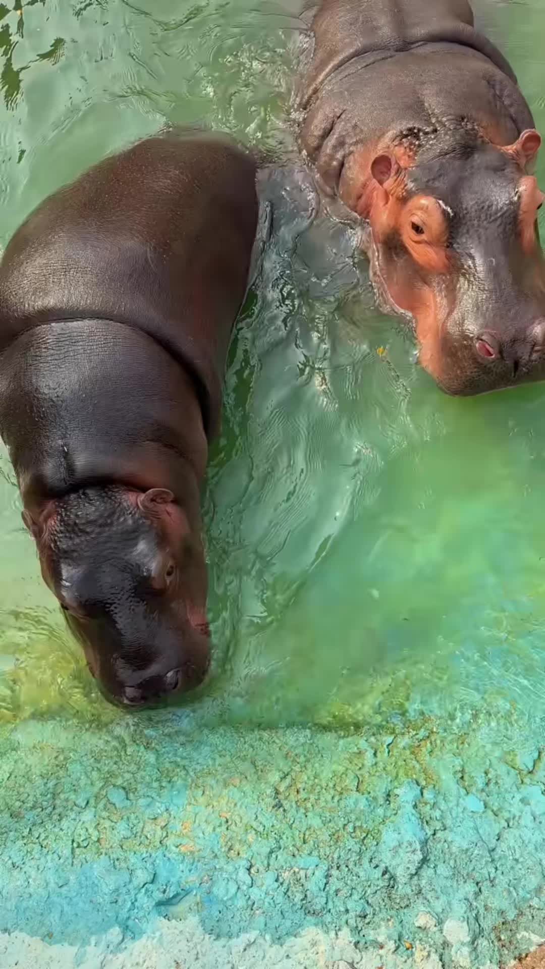 @Hippo