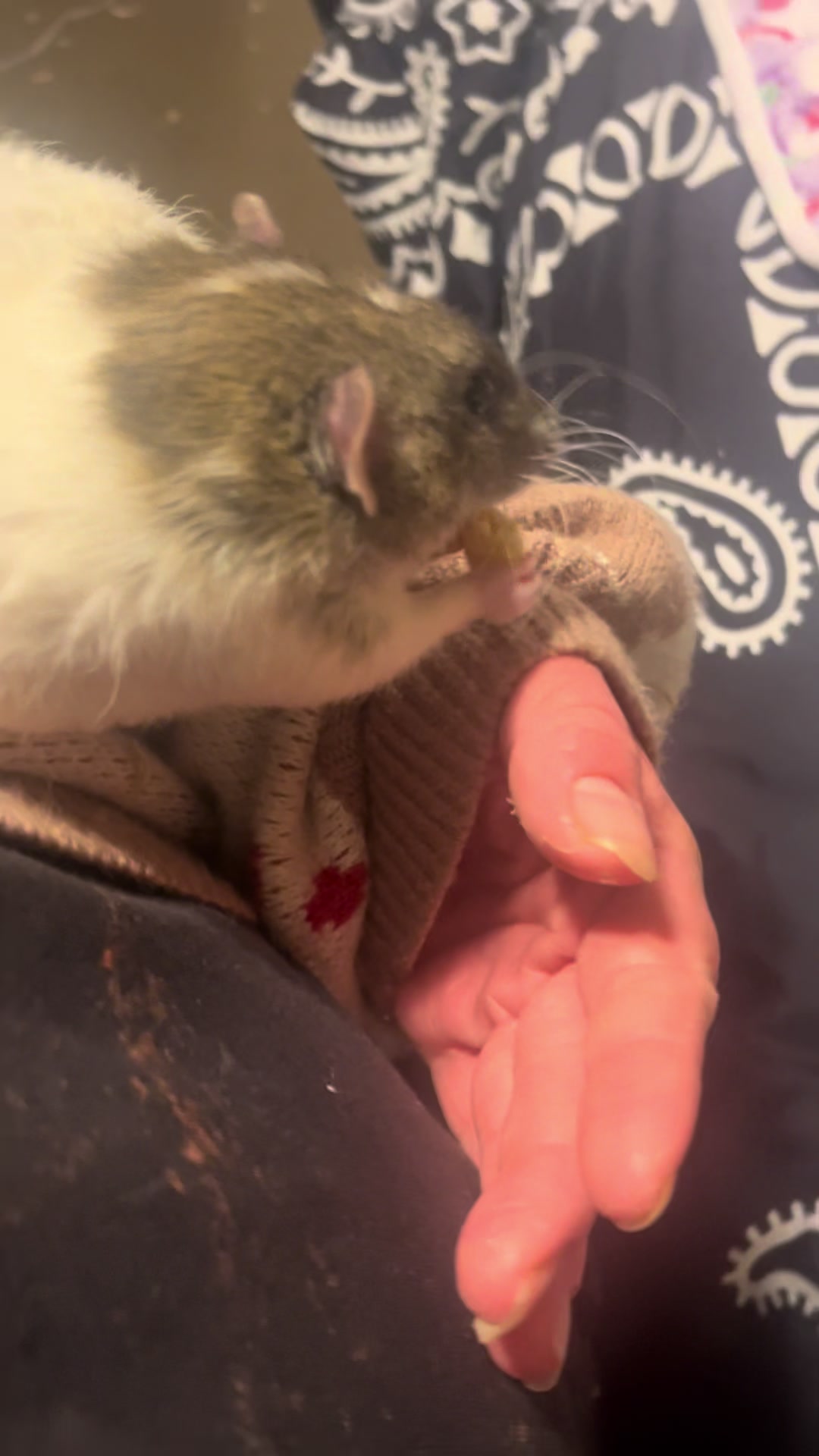 @green 🐀🫧