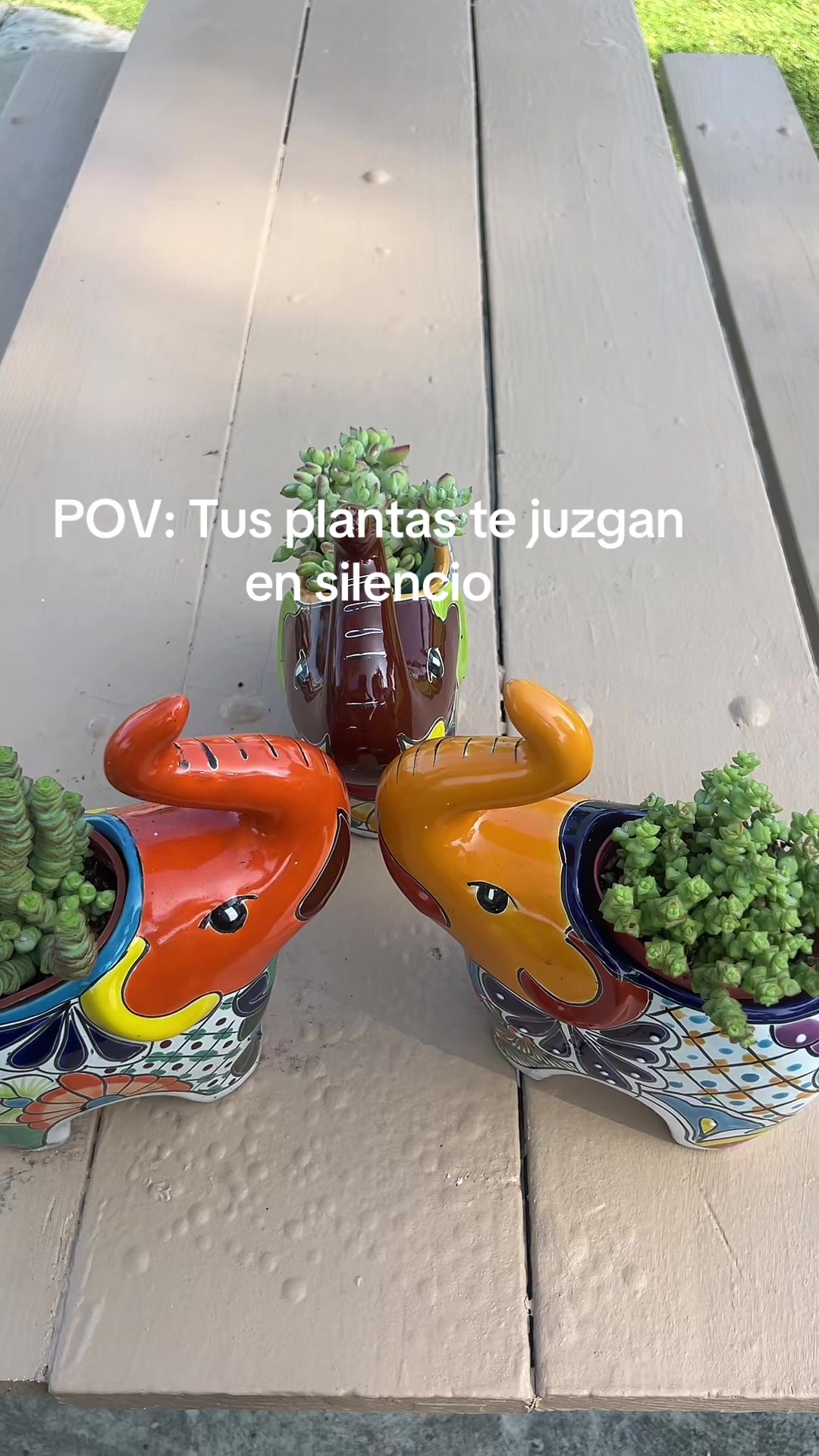 @Maria succulents 🕊️🐚