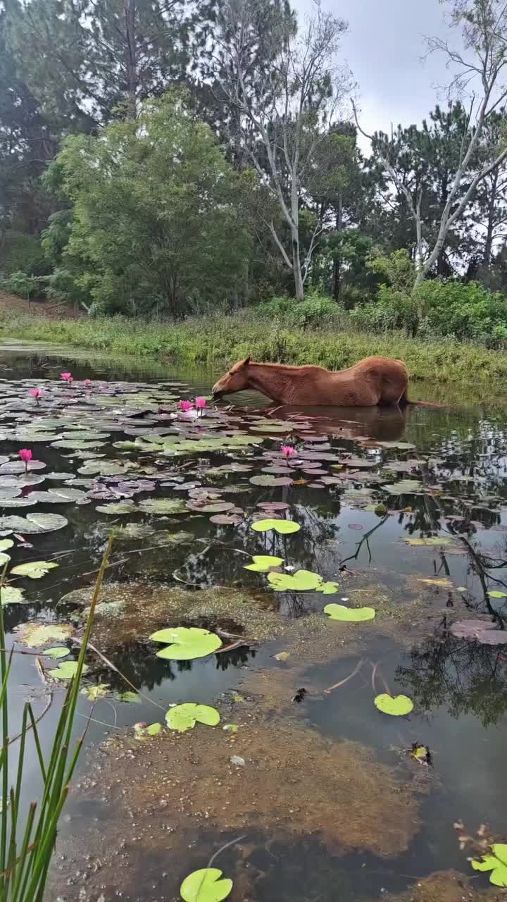 @ThunderGallops
