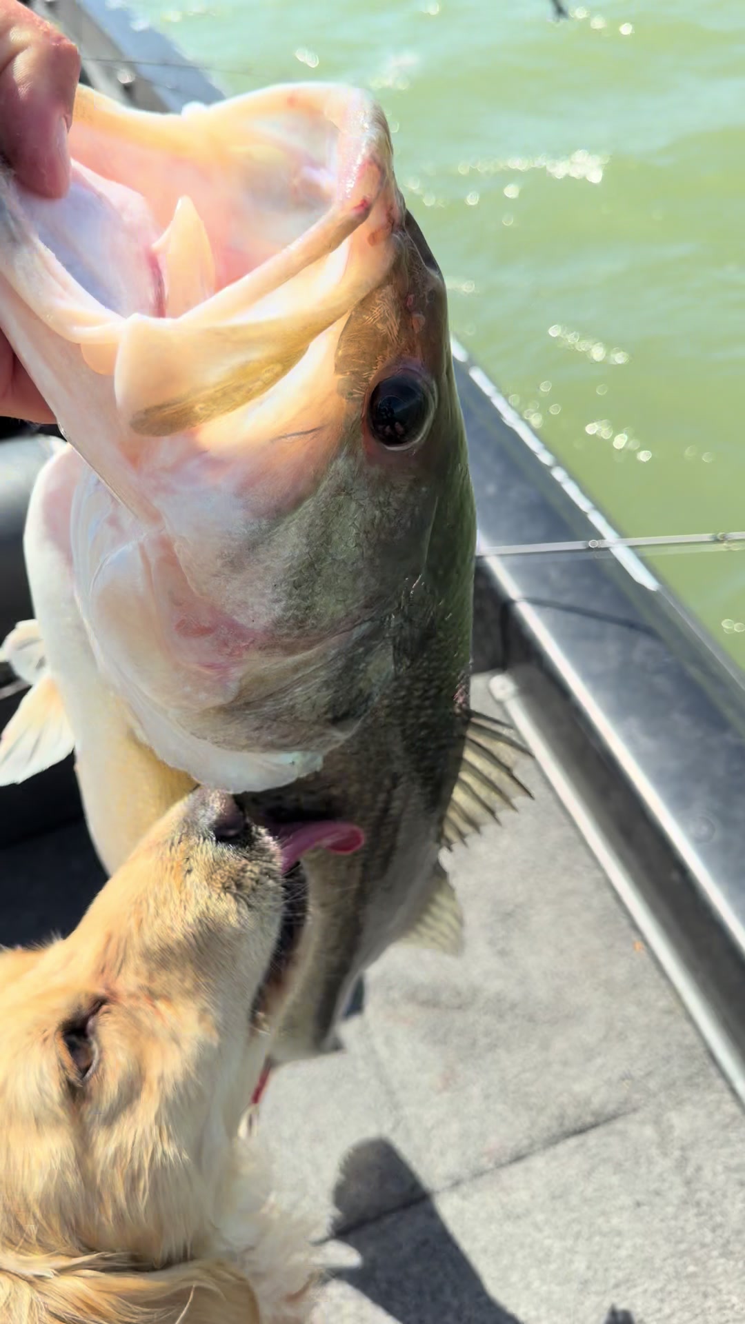 @braydenstokerfishing