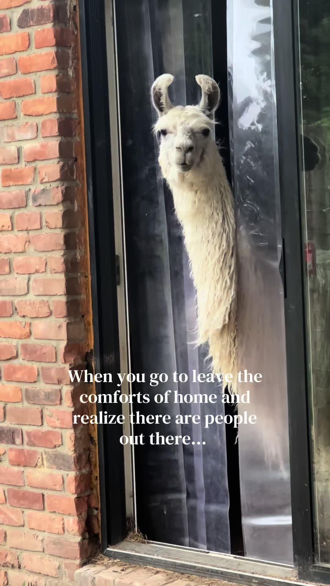@The Packing Llamas