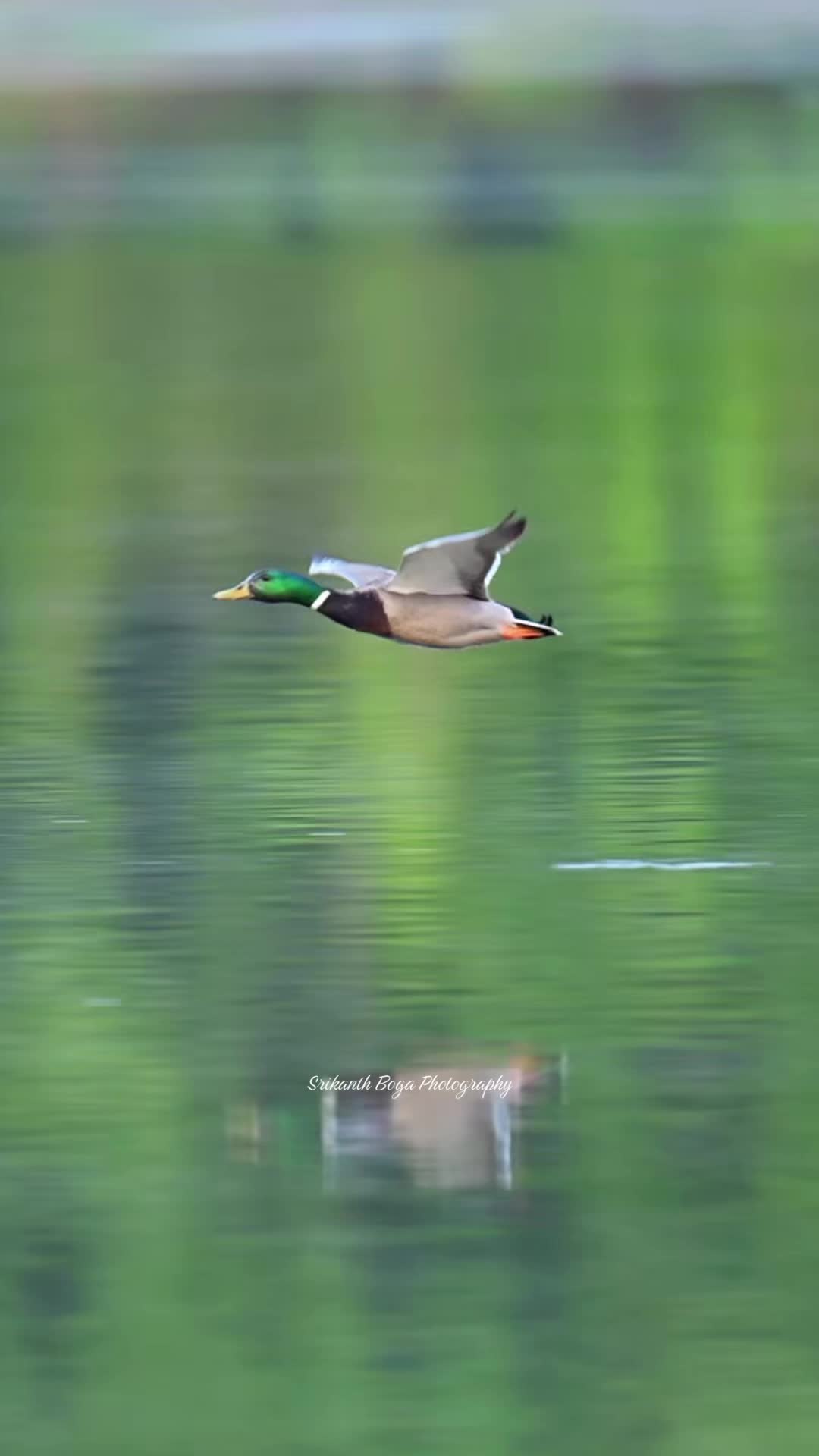@Srikanth Boga Photography
