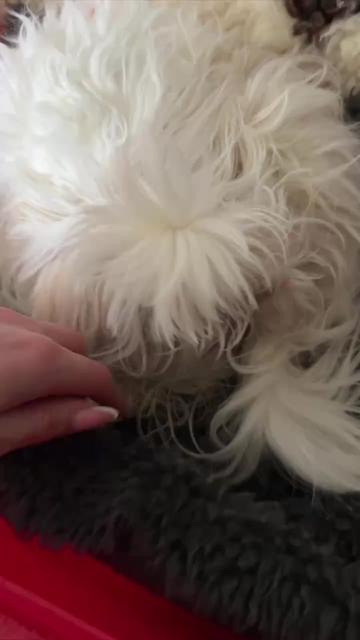 @kate_pomeranianl