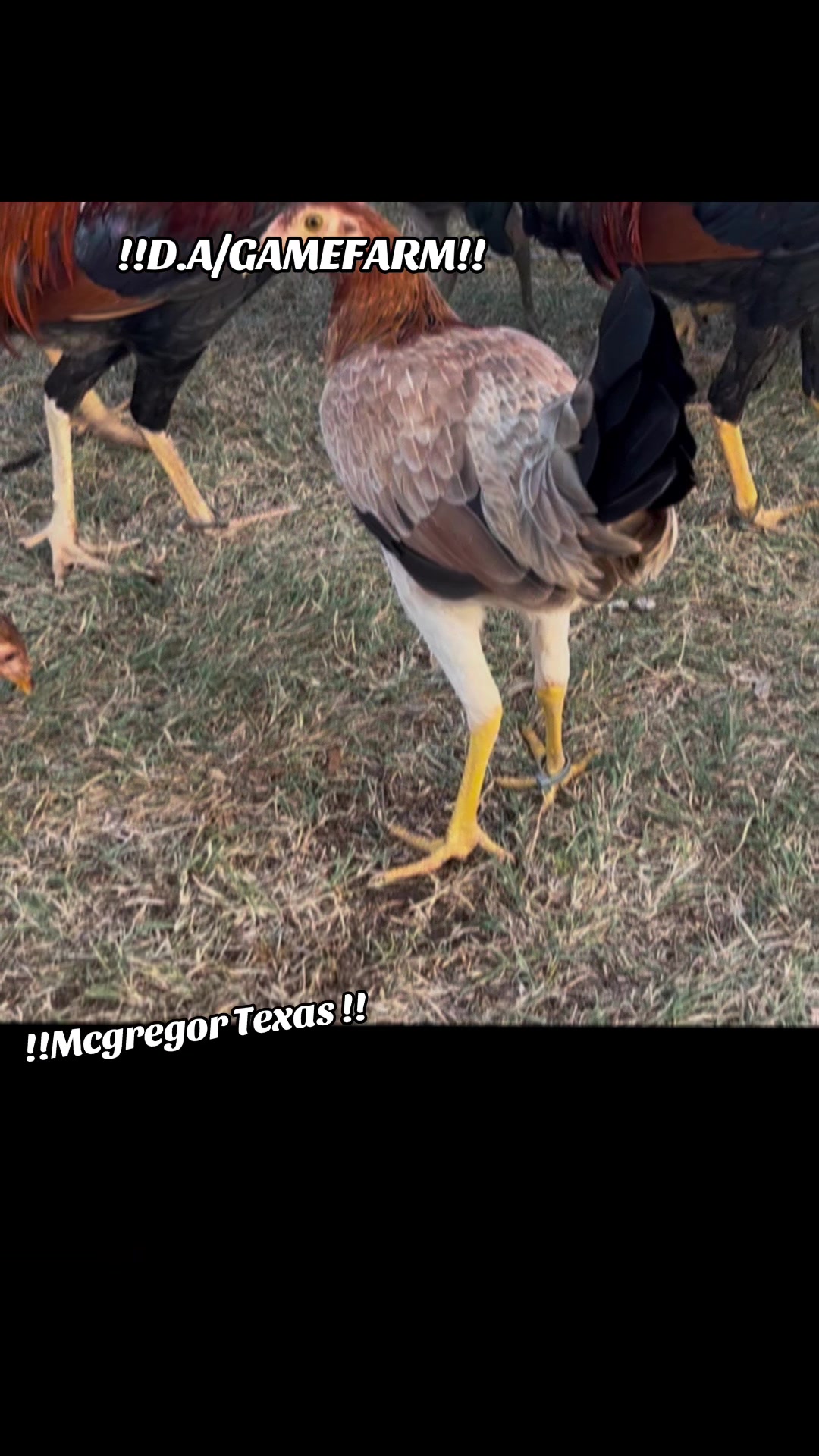 @DAgamefarm