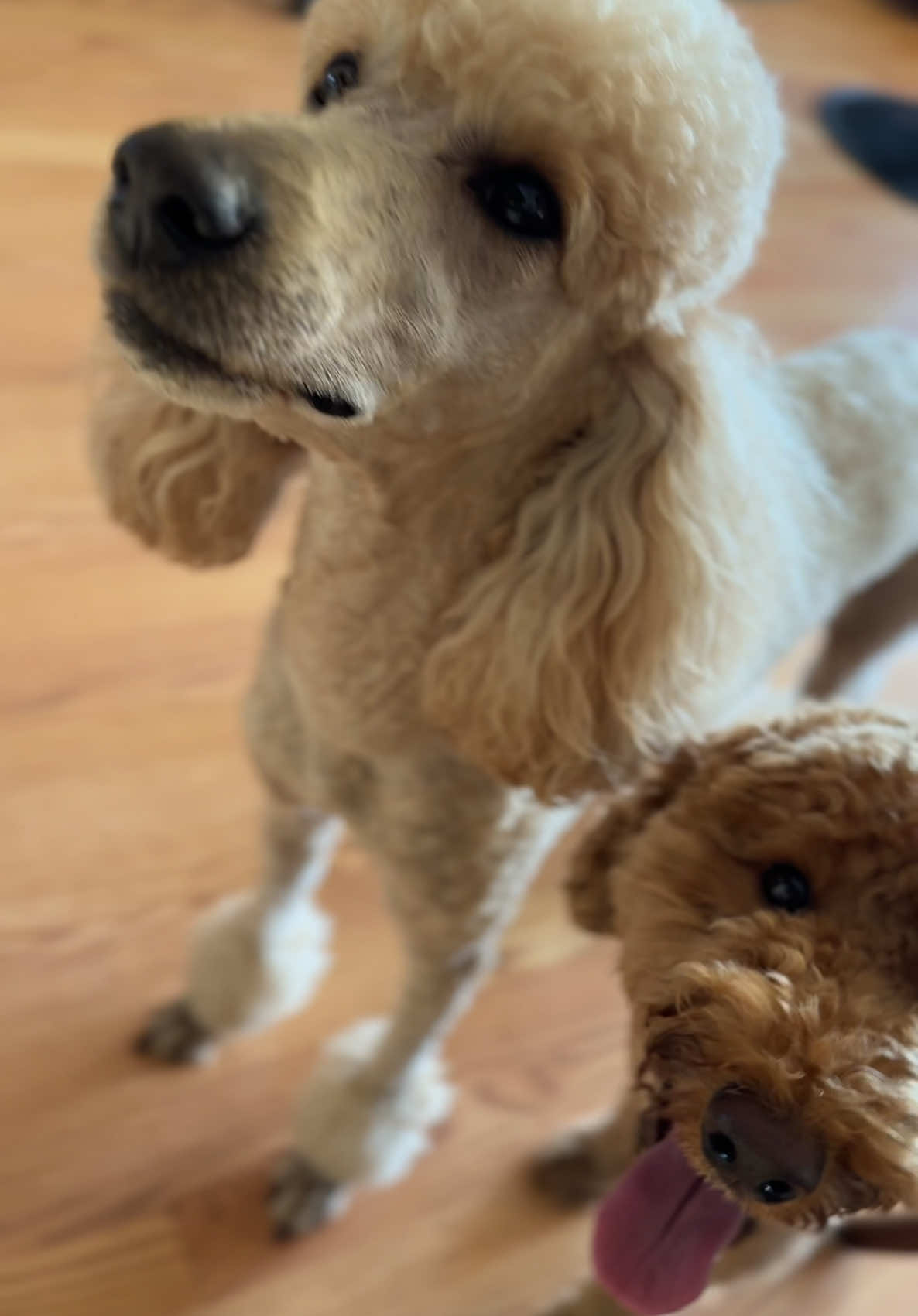 @packwalkdiaries