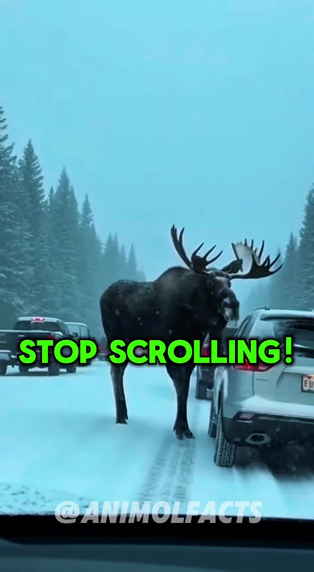 @animolfacts