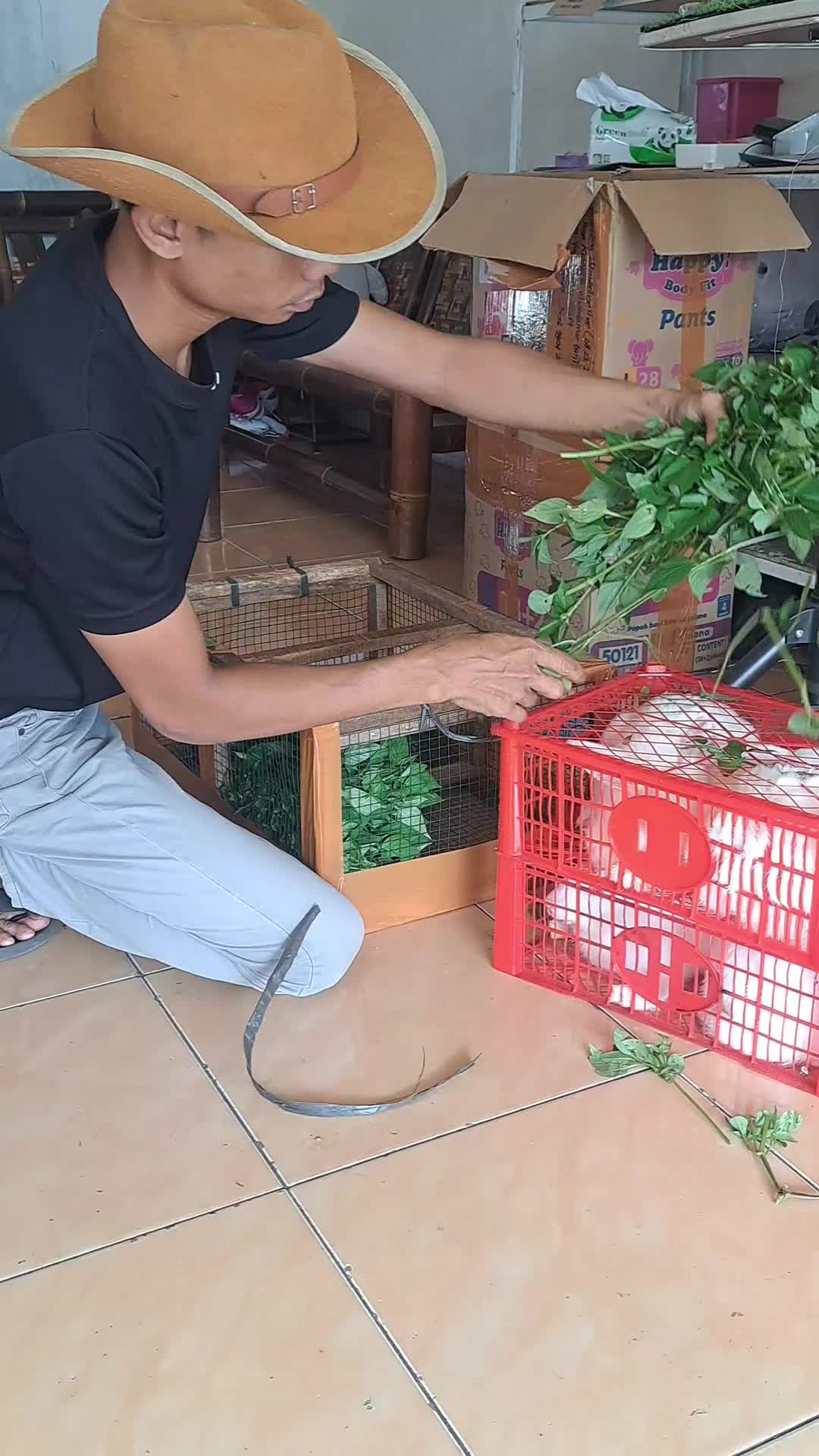 @Dinaraya farm