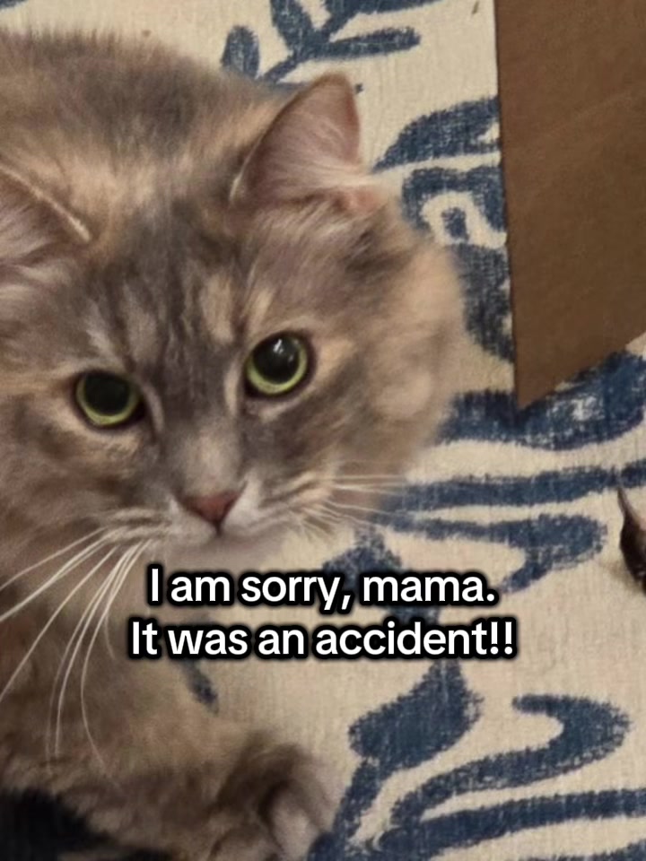 @The Appalachian kitties