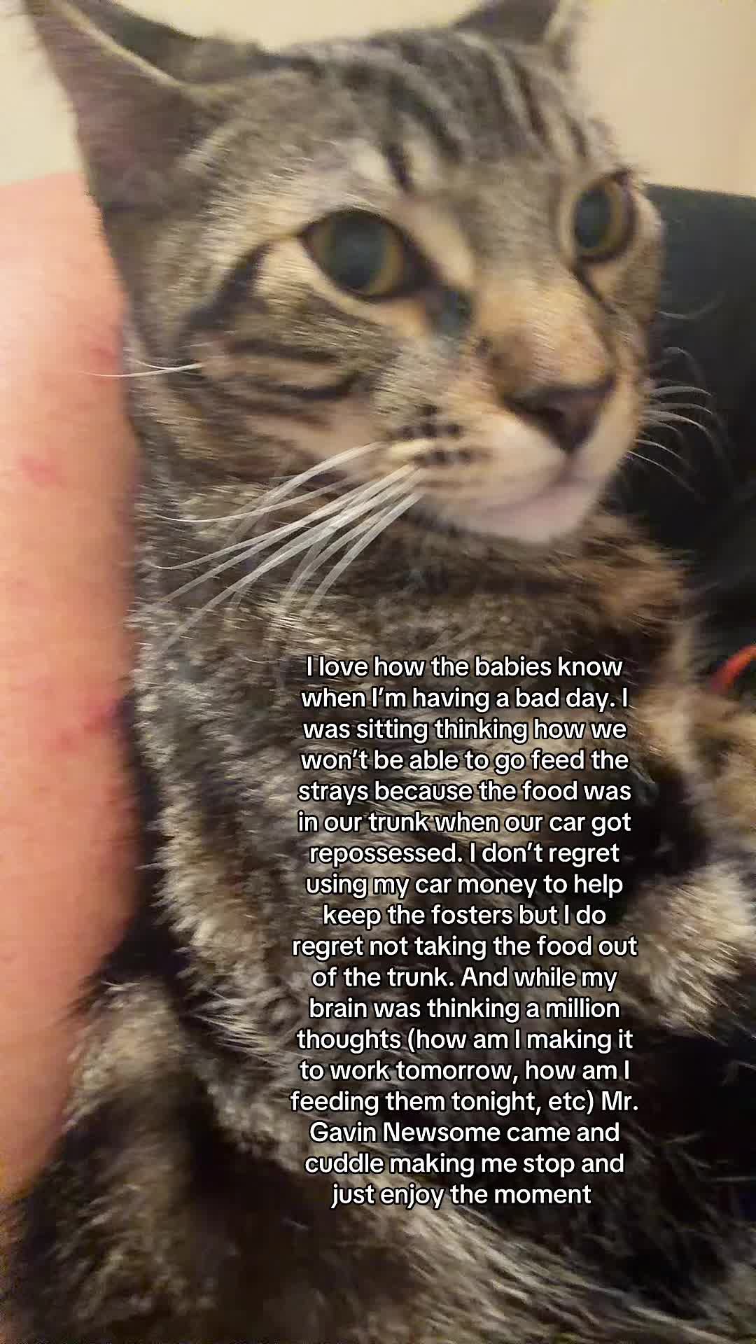 @Purrrrfect Paws Rescue
