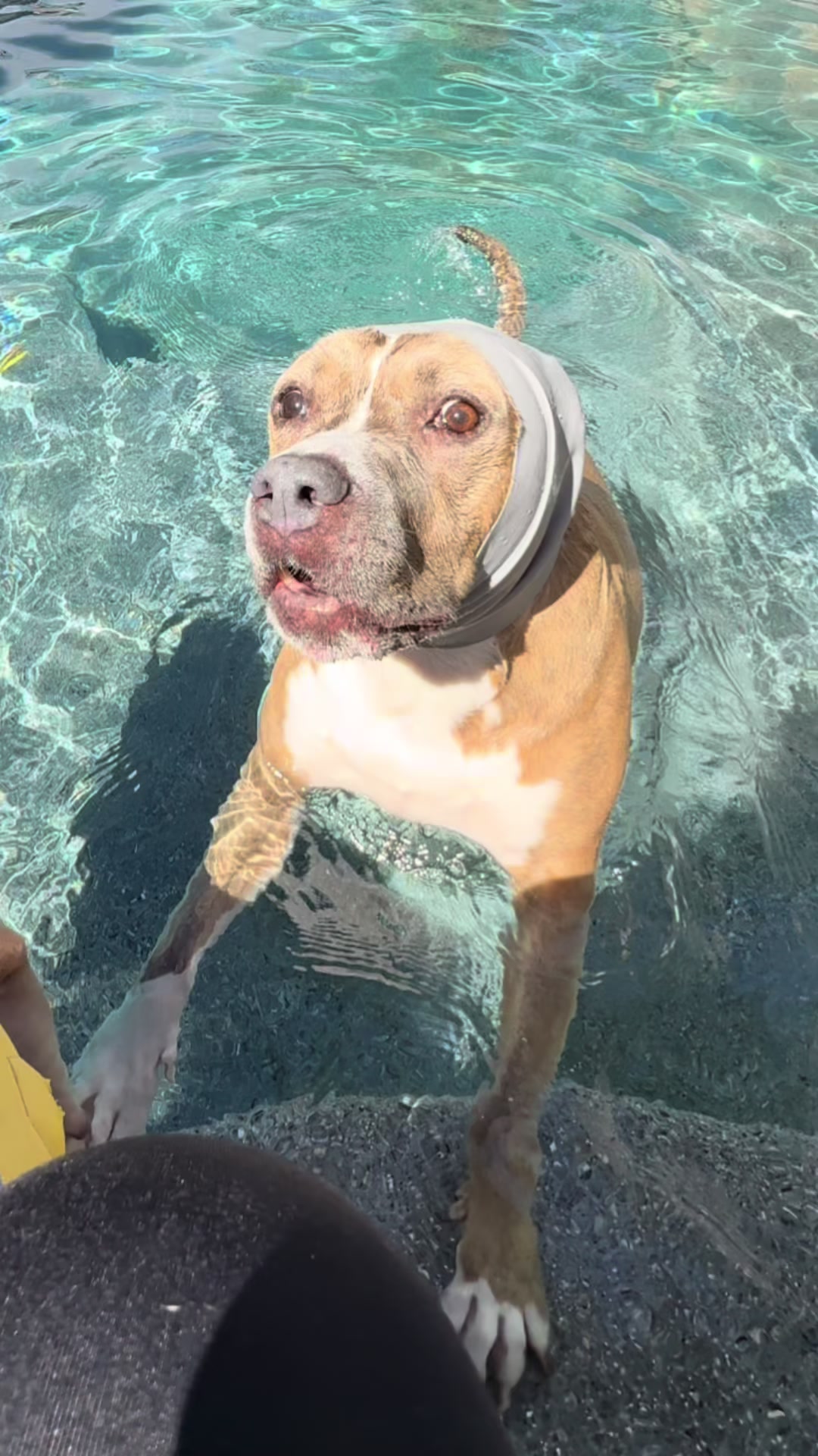 @Indie.pittie