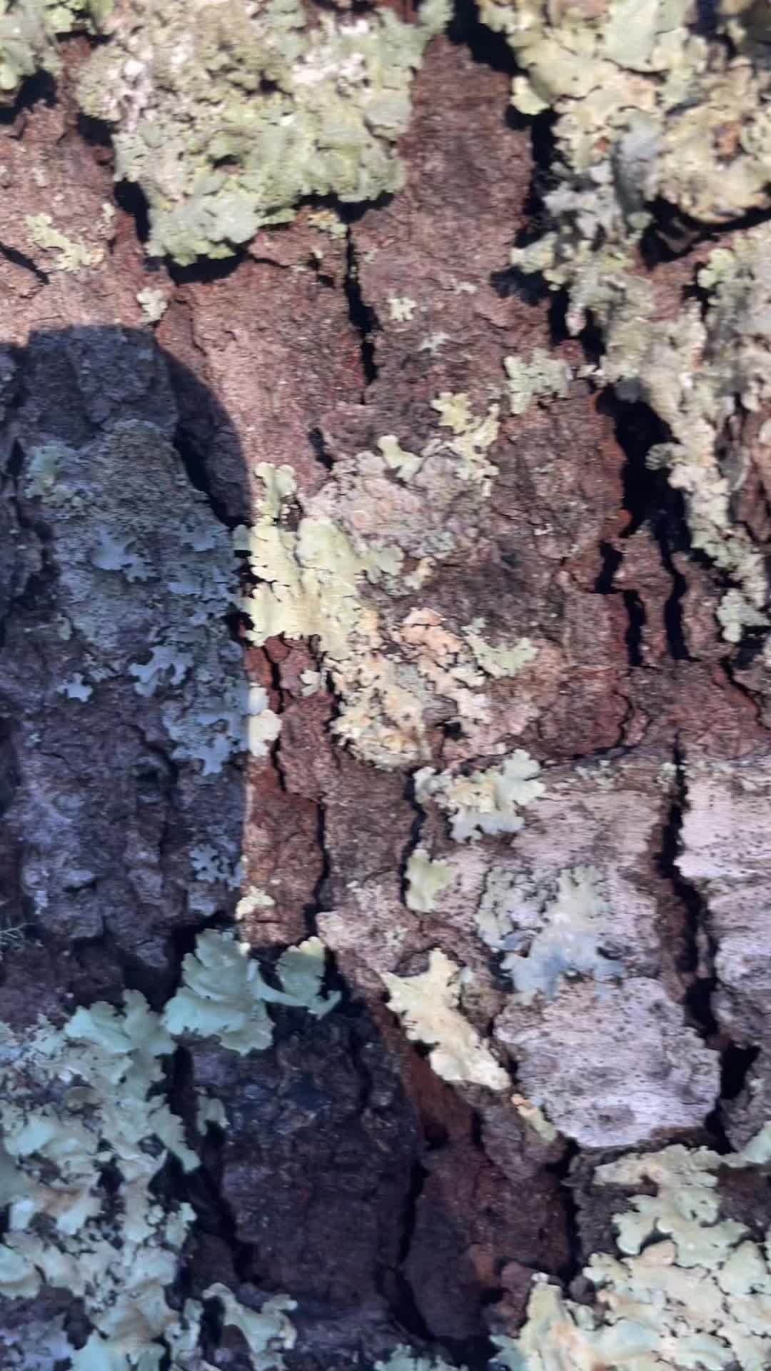 @Local.kiwi