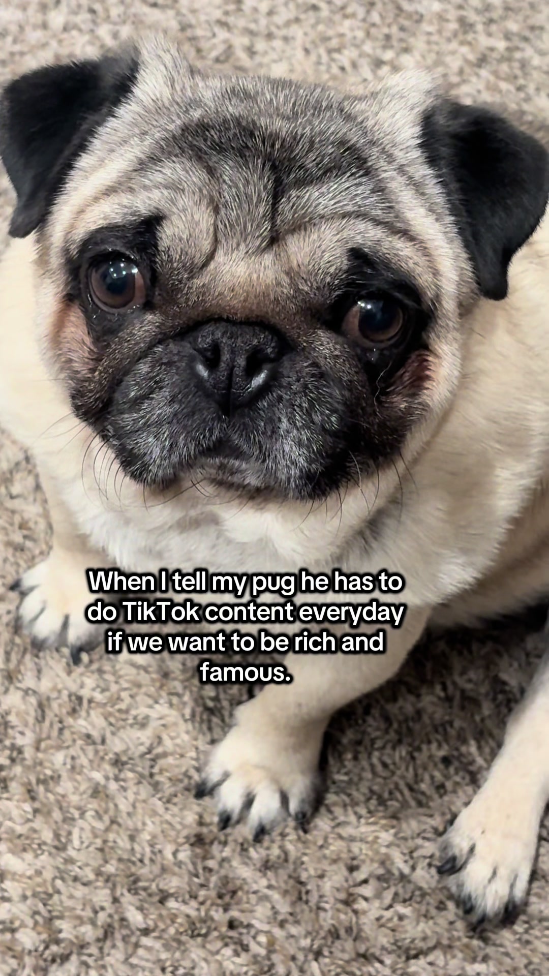 @Rocki the Pug ๐ถ