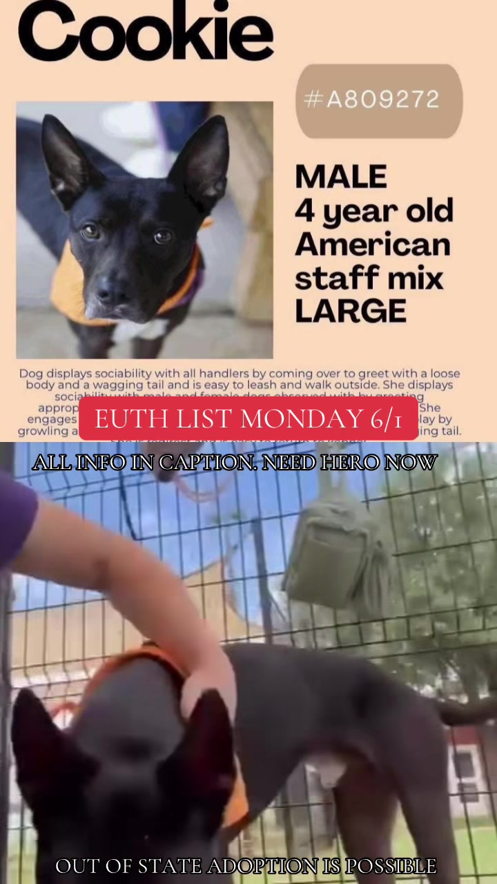 @@rescuedogs911