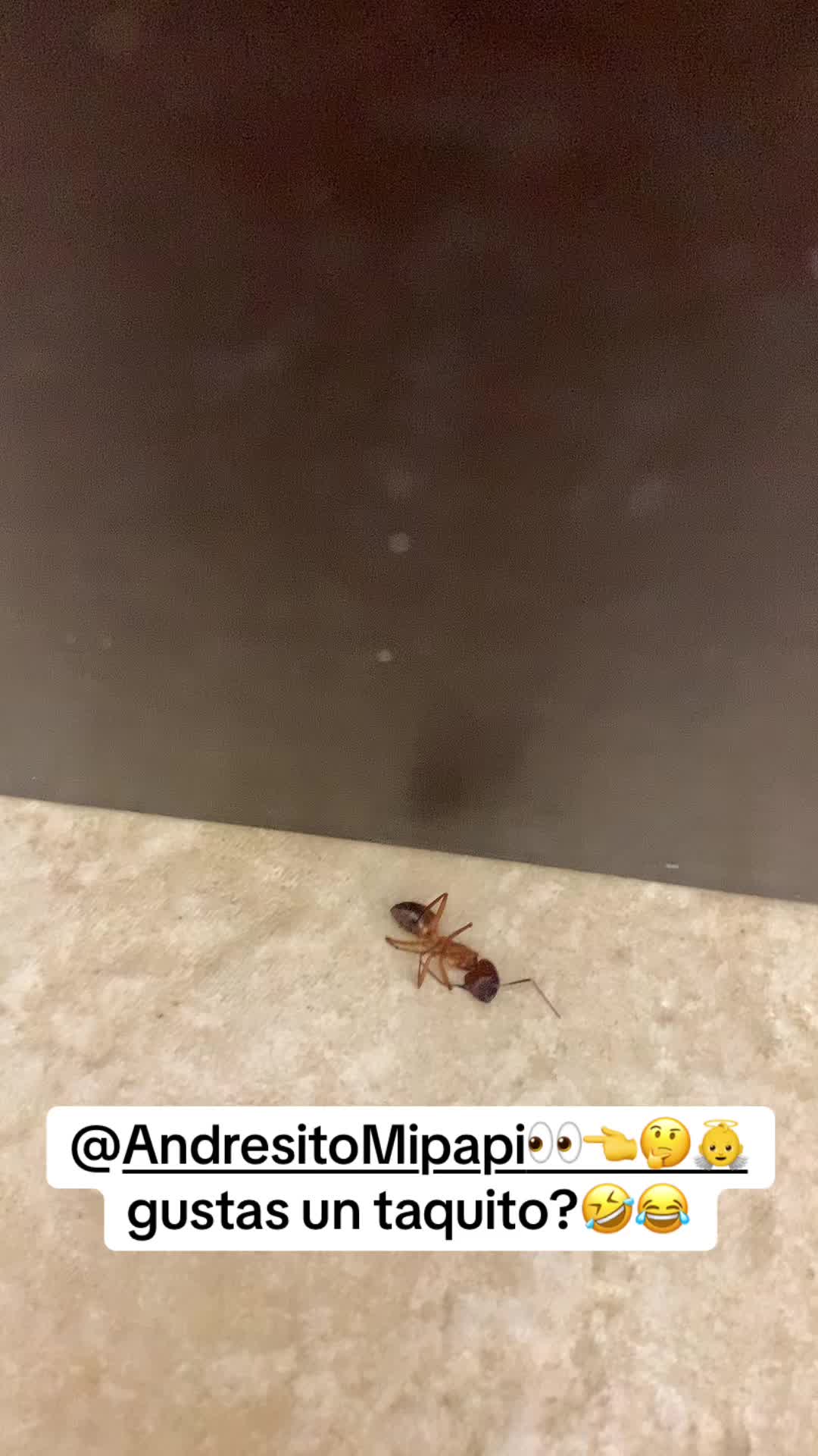 @👼🏼 🔥LA GUACHITA💃🔥