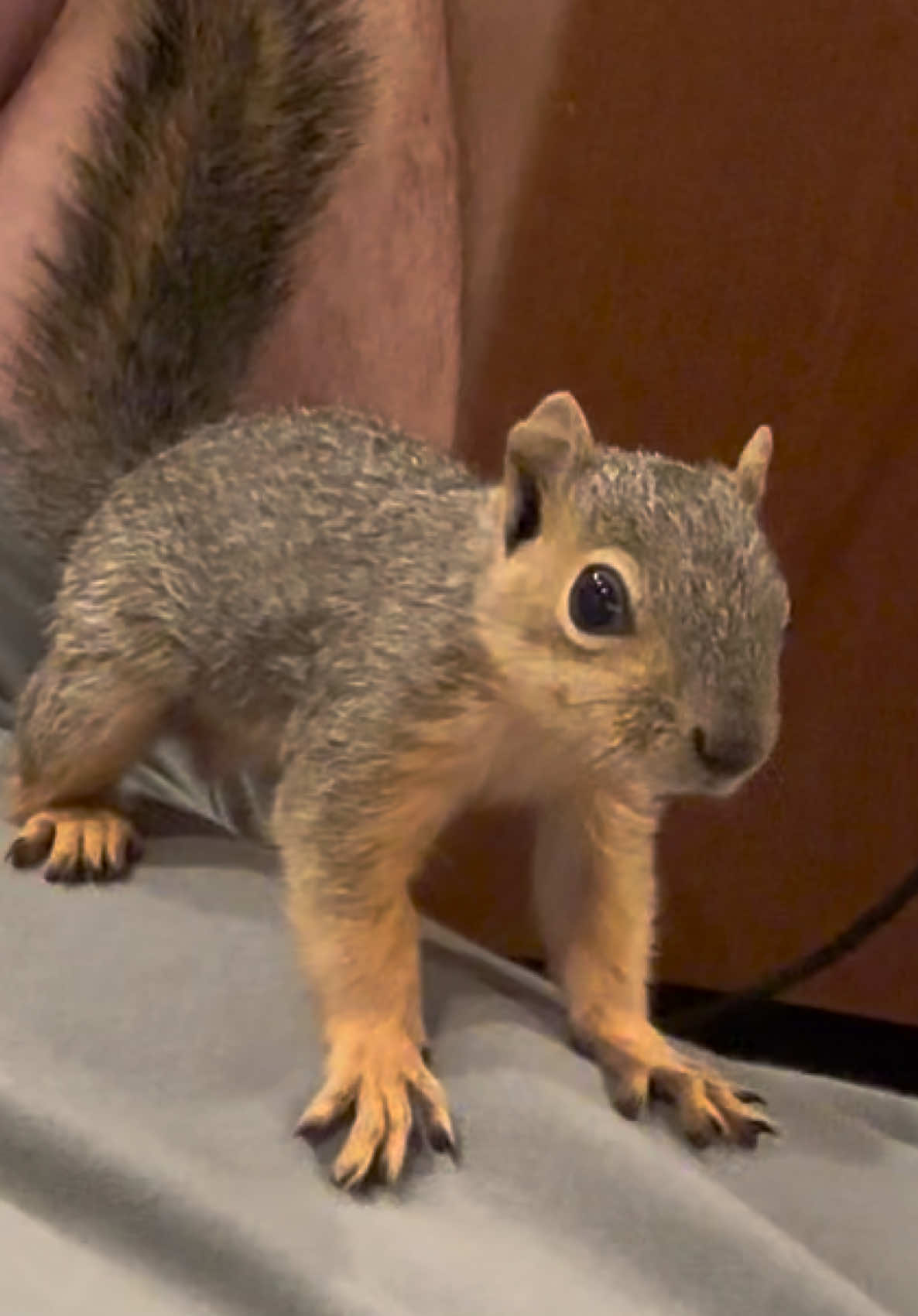 @Squirrel Guy