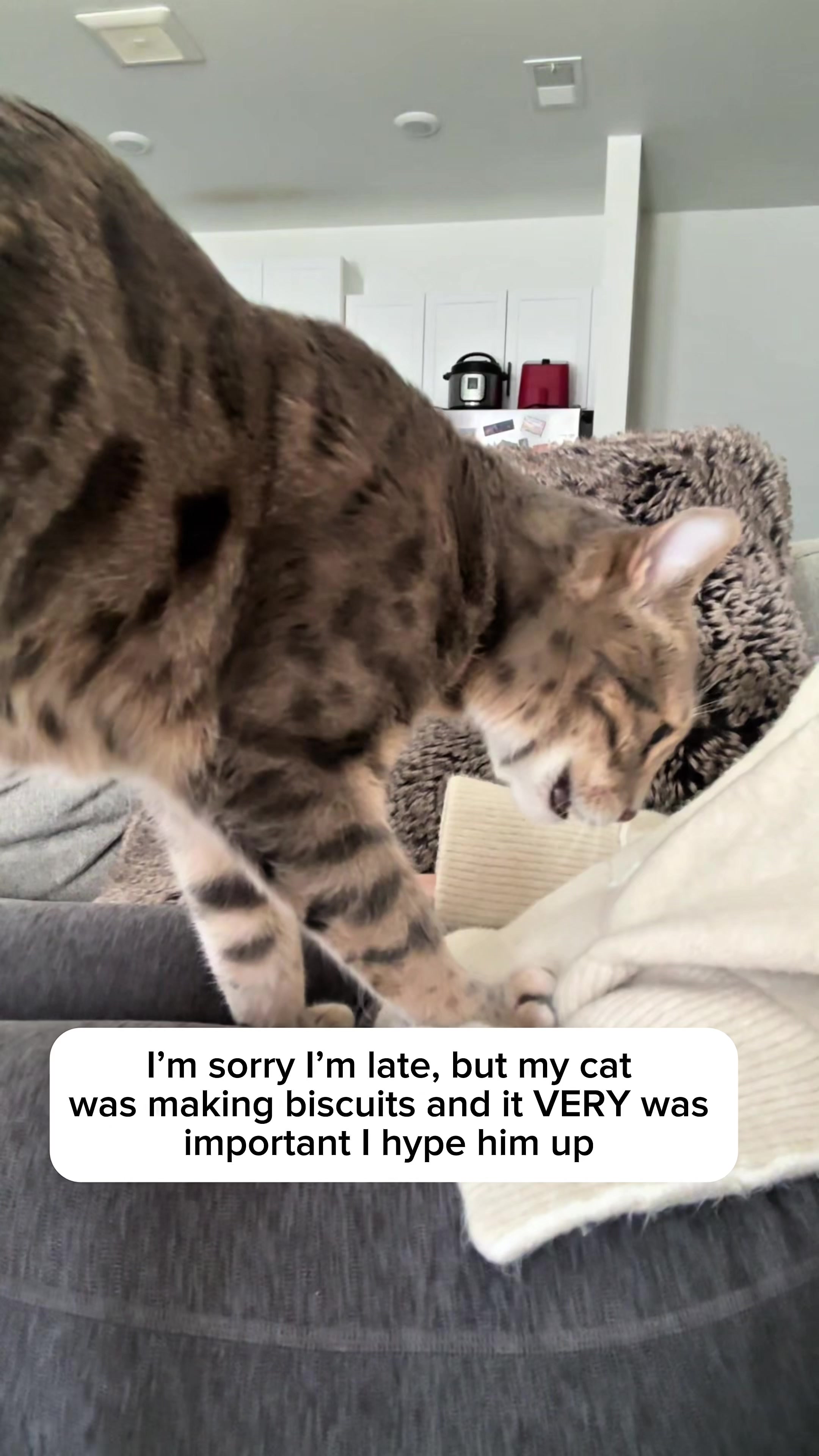 @Mochi the Bengal