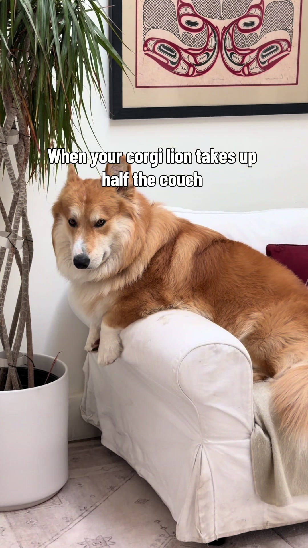 @apollothecorgimute