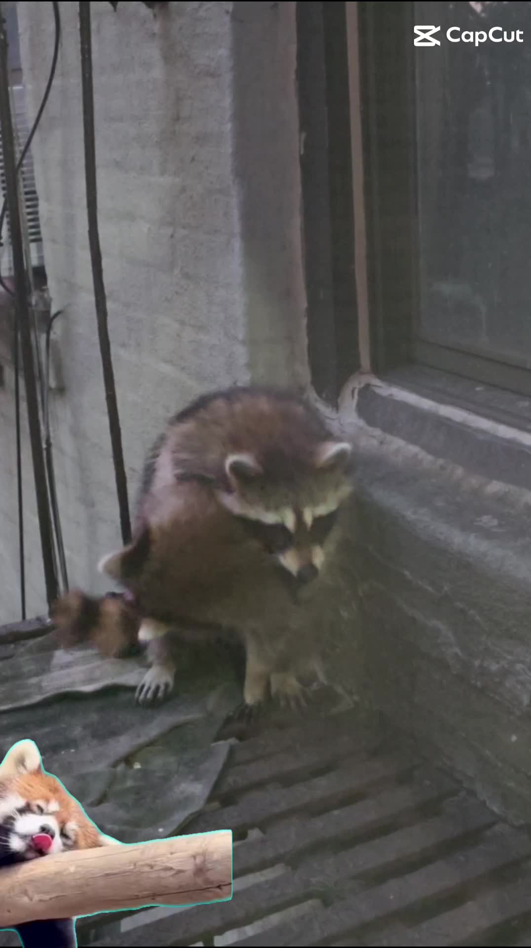 @𝐶𝐻𝐼𝑀𝐴𝐷𝑂𝑅