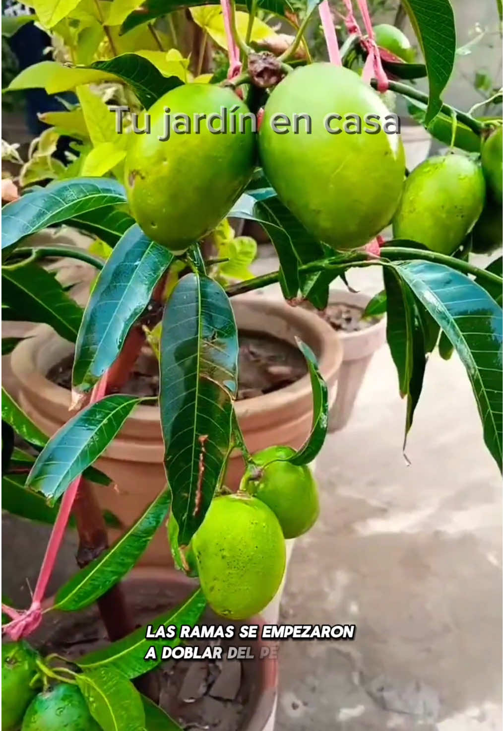 @Tu jard&iacute;n en casa