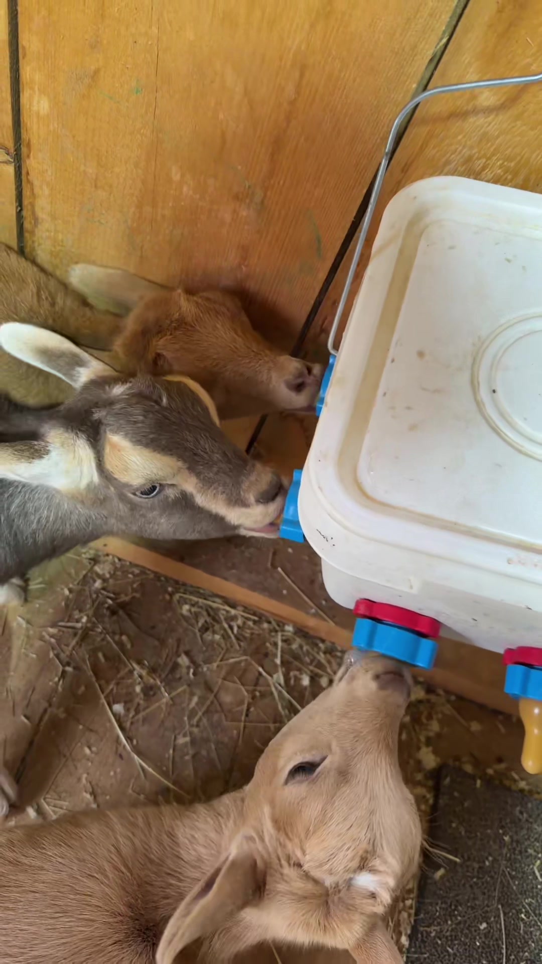 @bonnie.brook.farm