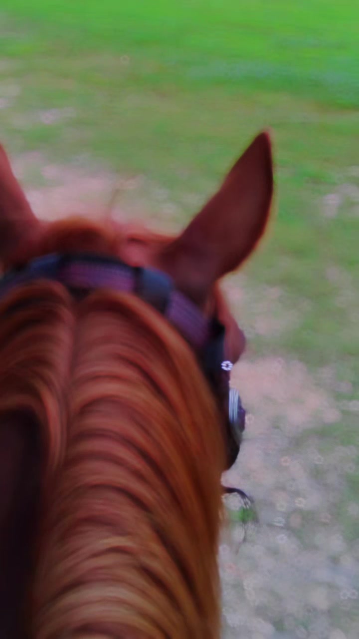 @Horselife