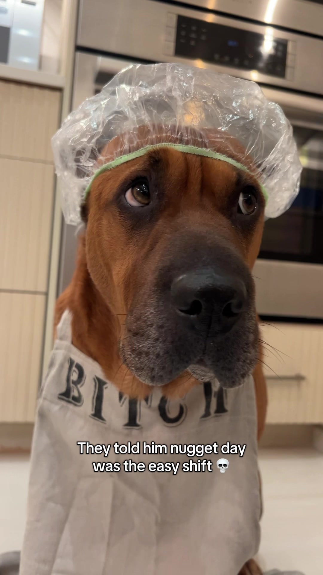 @Ryder 🐾 Rescue Shar Pei