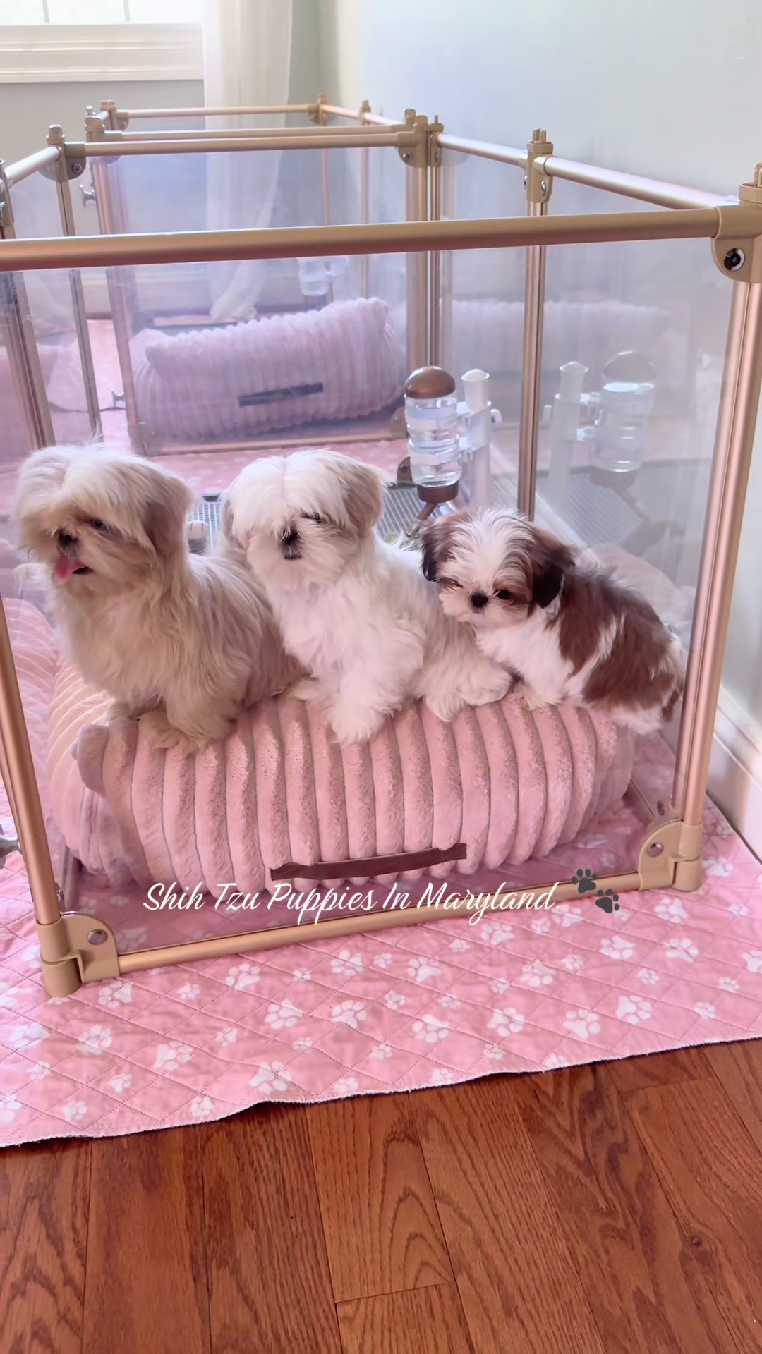 @Shih Tzu Puppies in Maryland